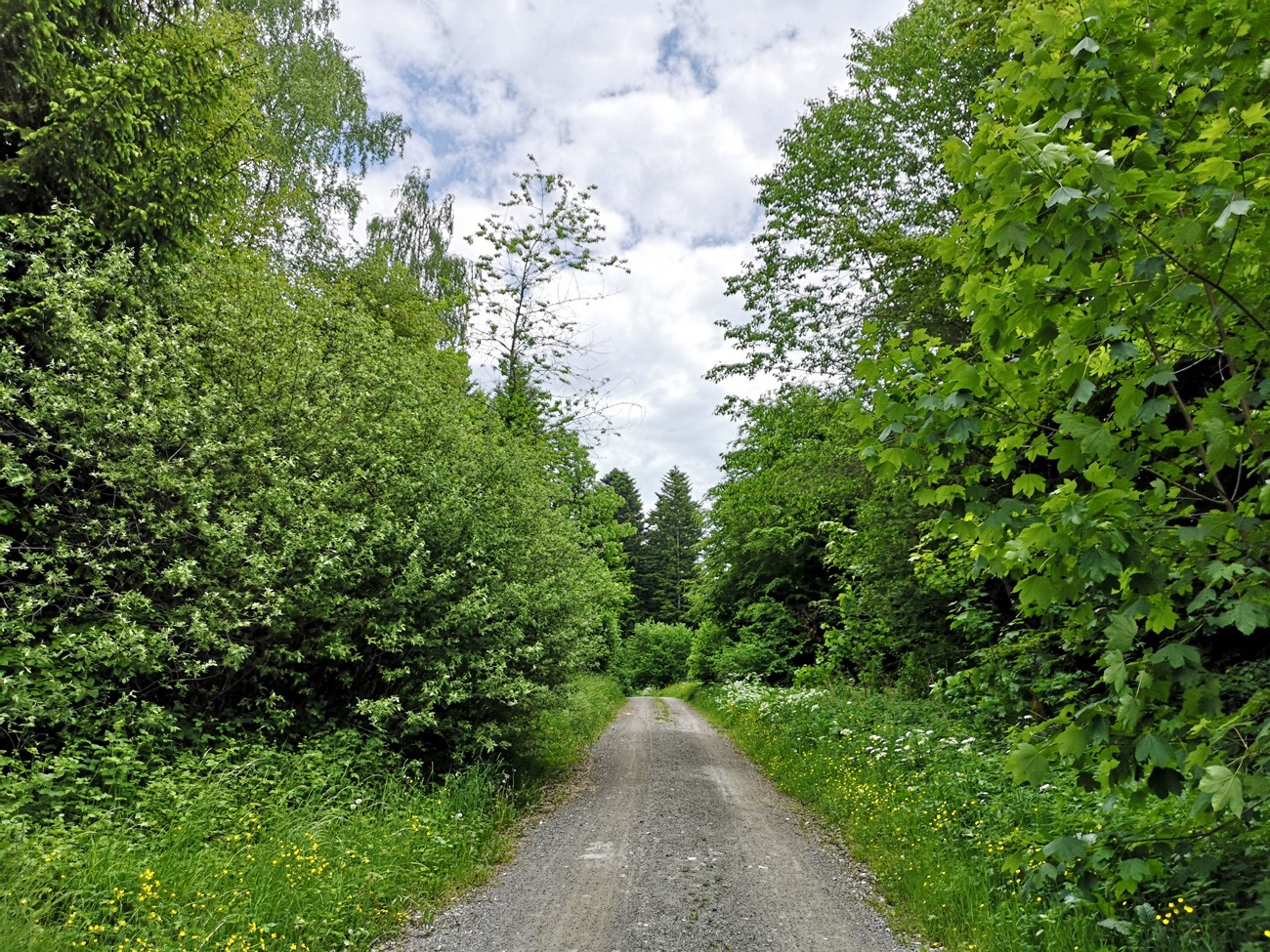 Waldweg Naturerlebnispark Jorat