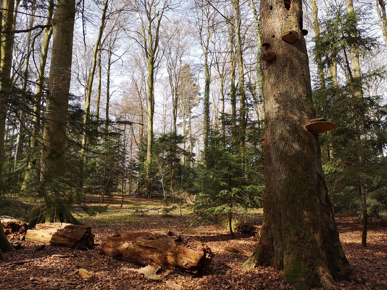 Wald Naturerlebnispark Jorat