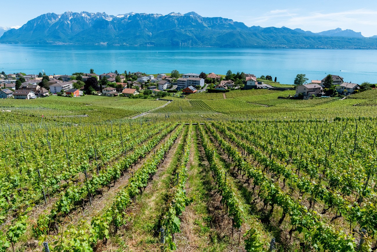 Weingebiet Lavaux am Genfersee Kanton Waadt