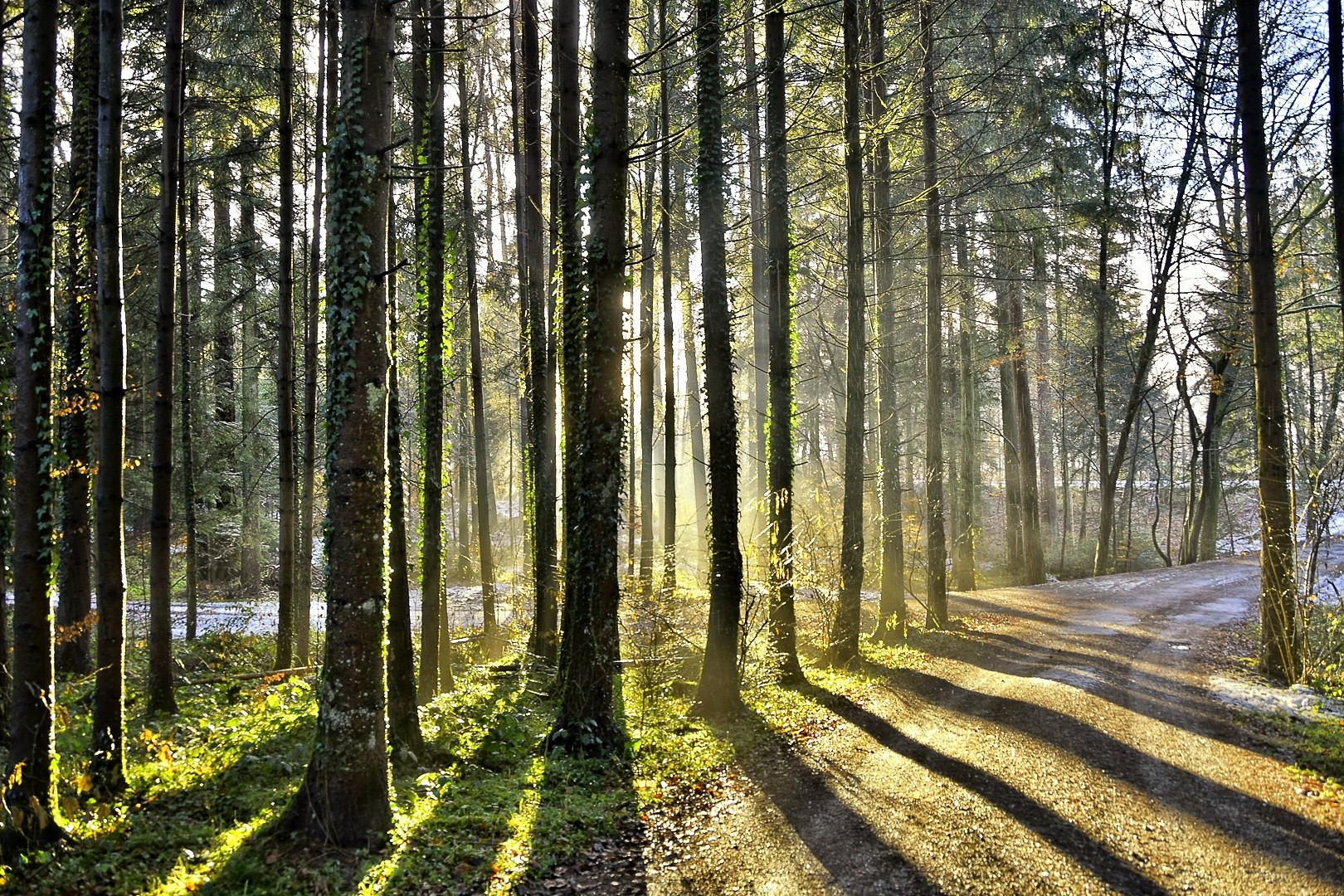 Näniker Hardwald