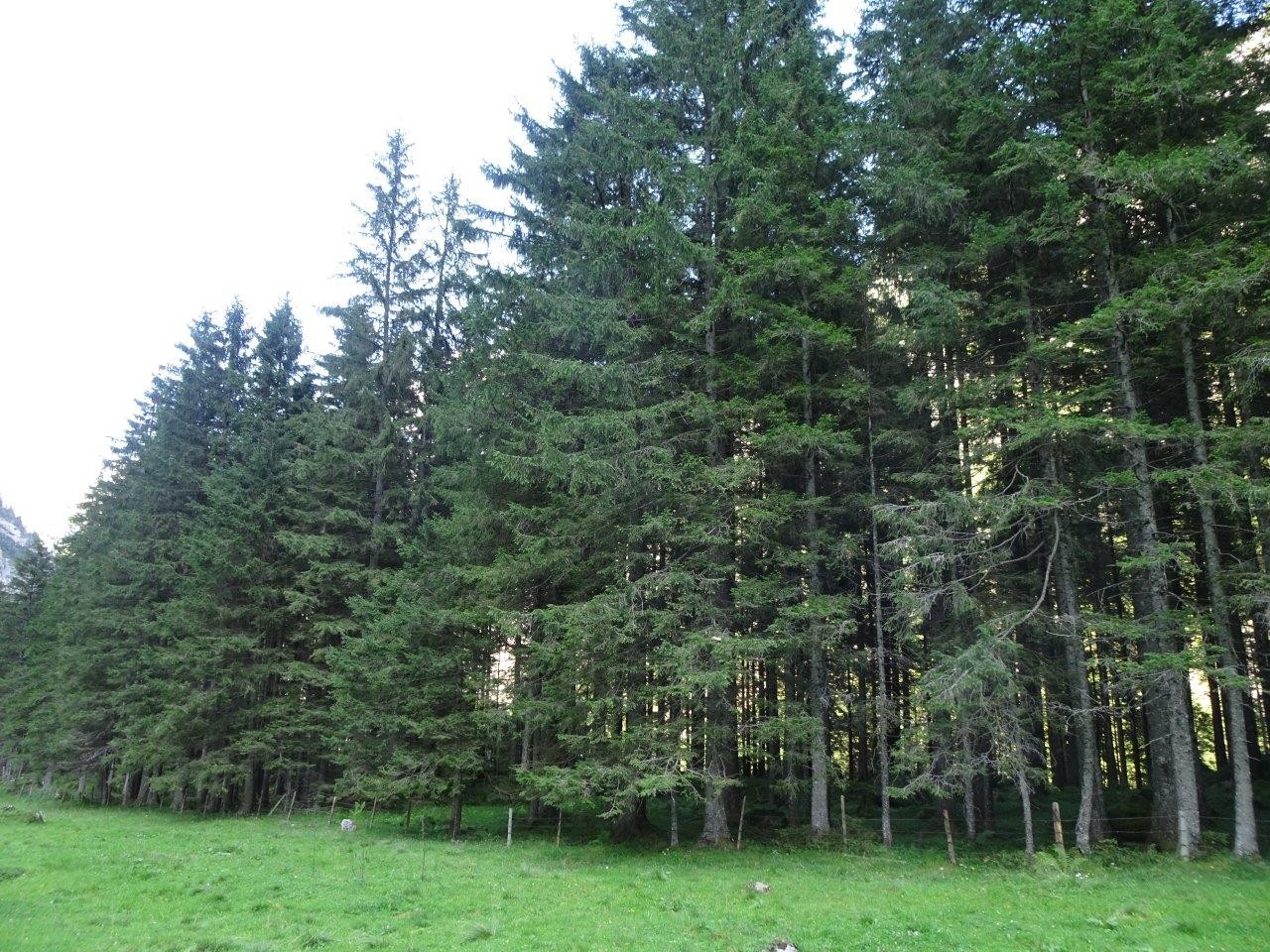 Wald Gebiet Alt Rüti im Brunnital Unterschächen