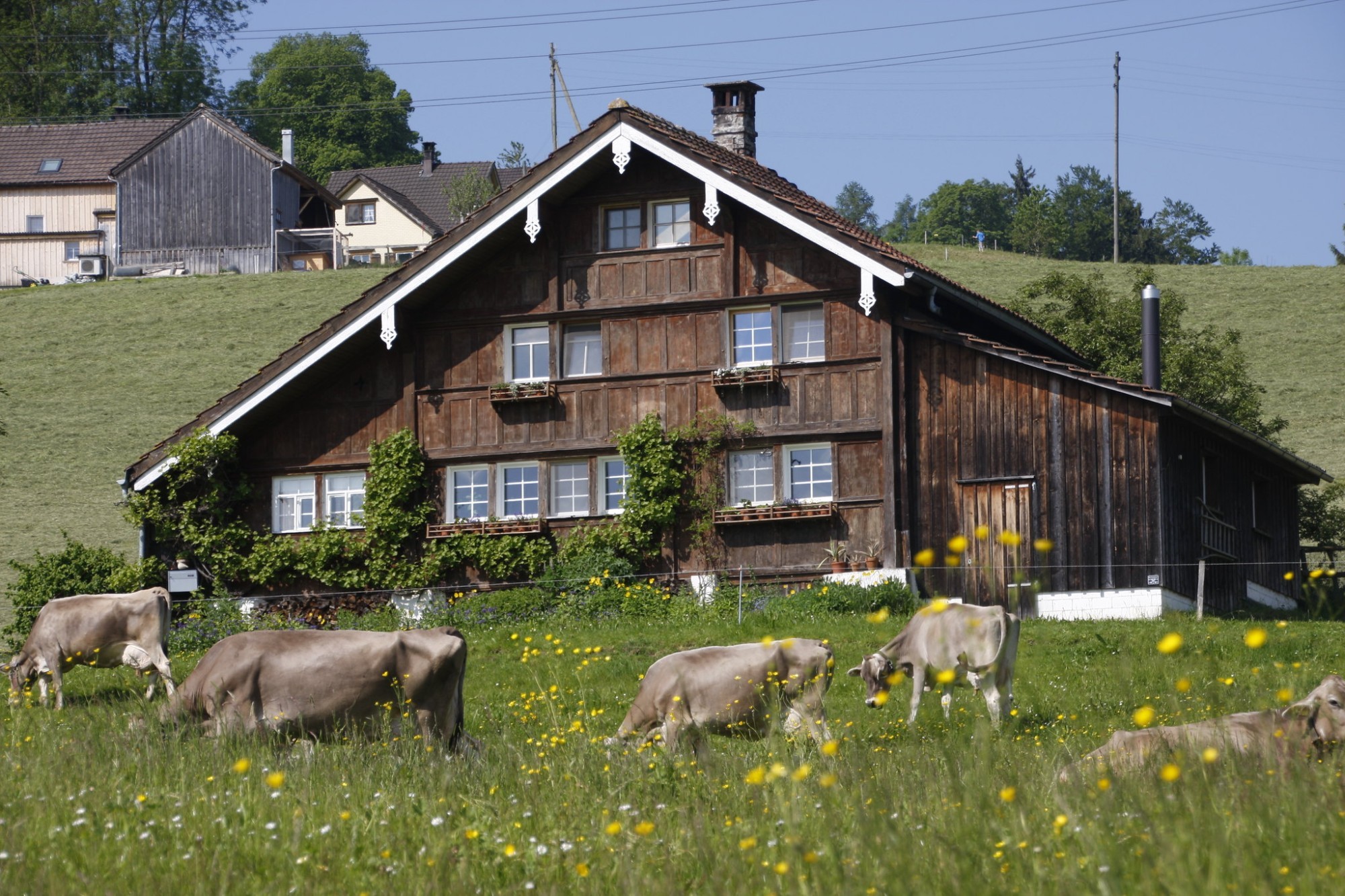 Kühe vor Bauernhaus in Appenzell Ausserrhoden