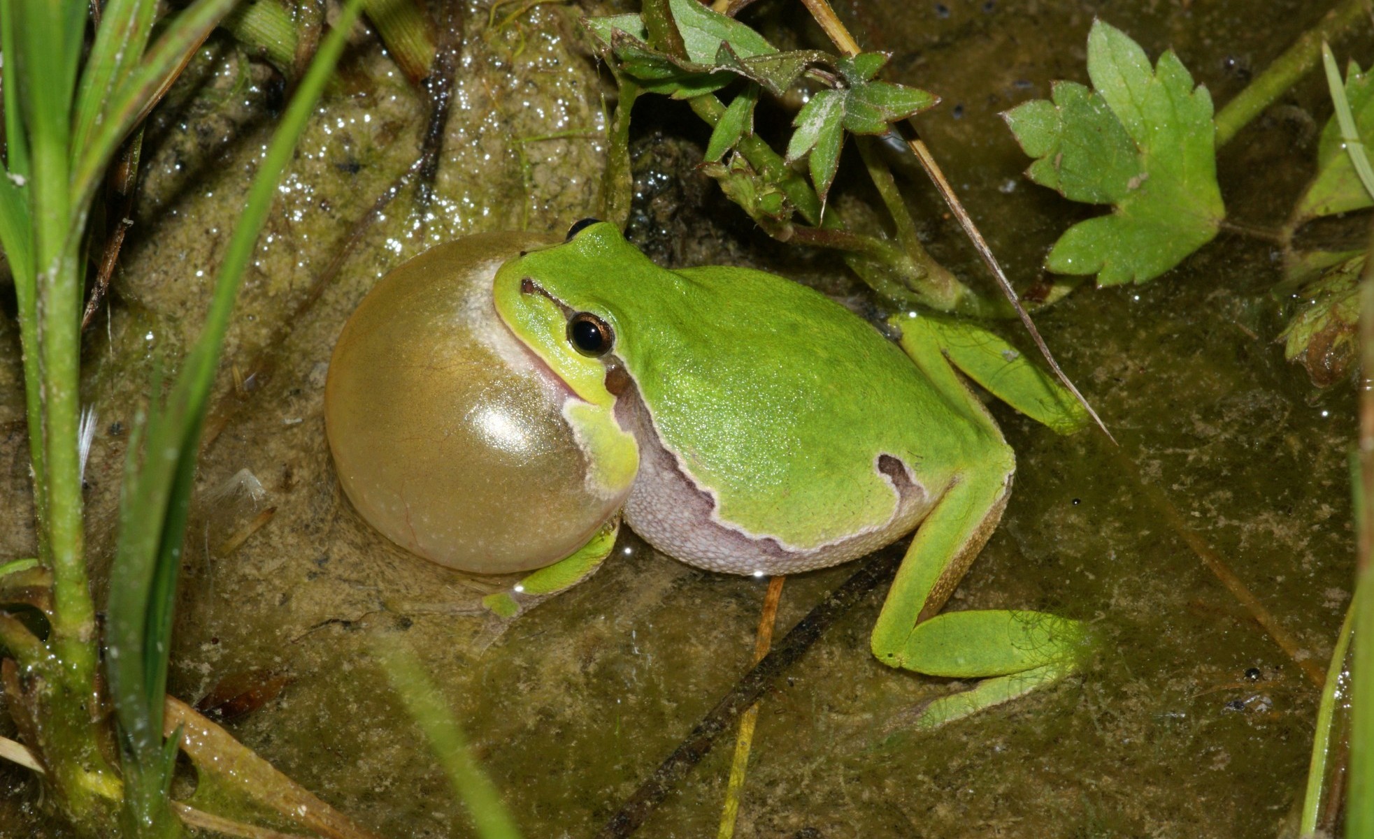 Laubfrosch