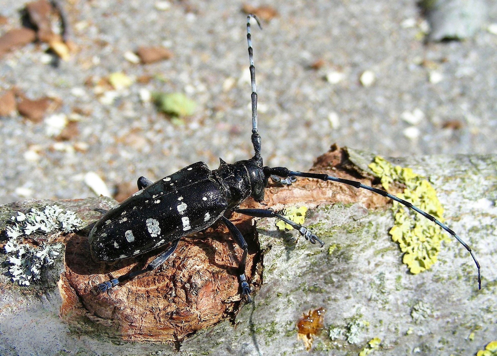 Asiatischer Laubholzbockkäfer