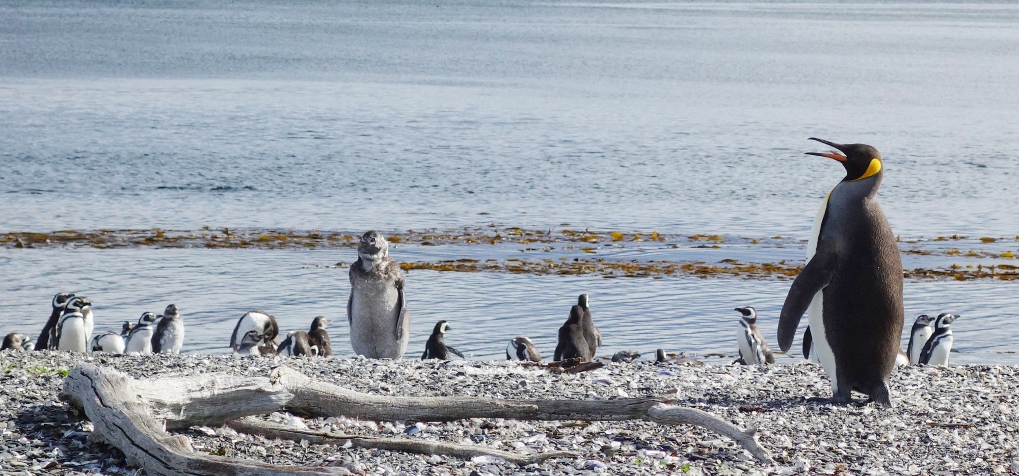 Pinguine (Symbolbild)