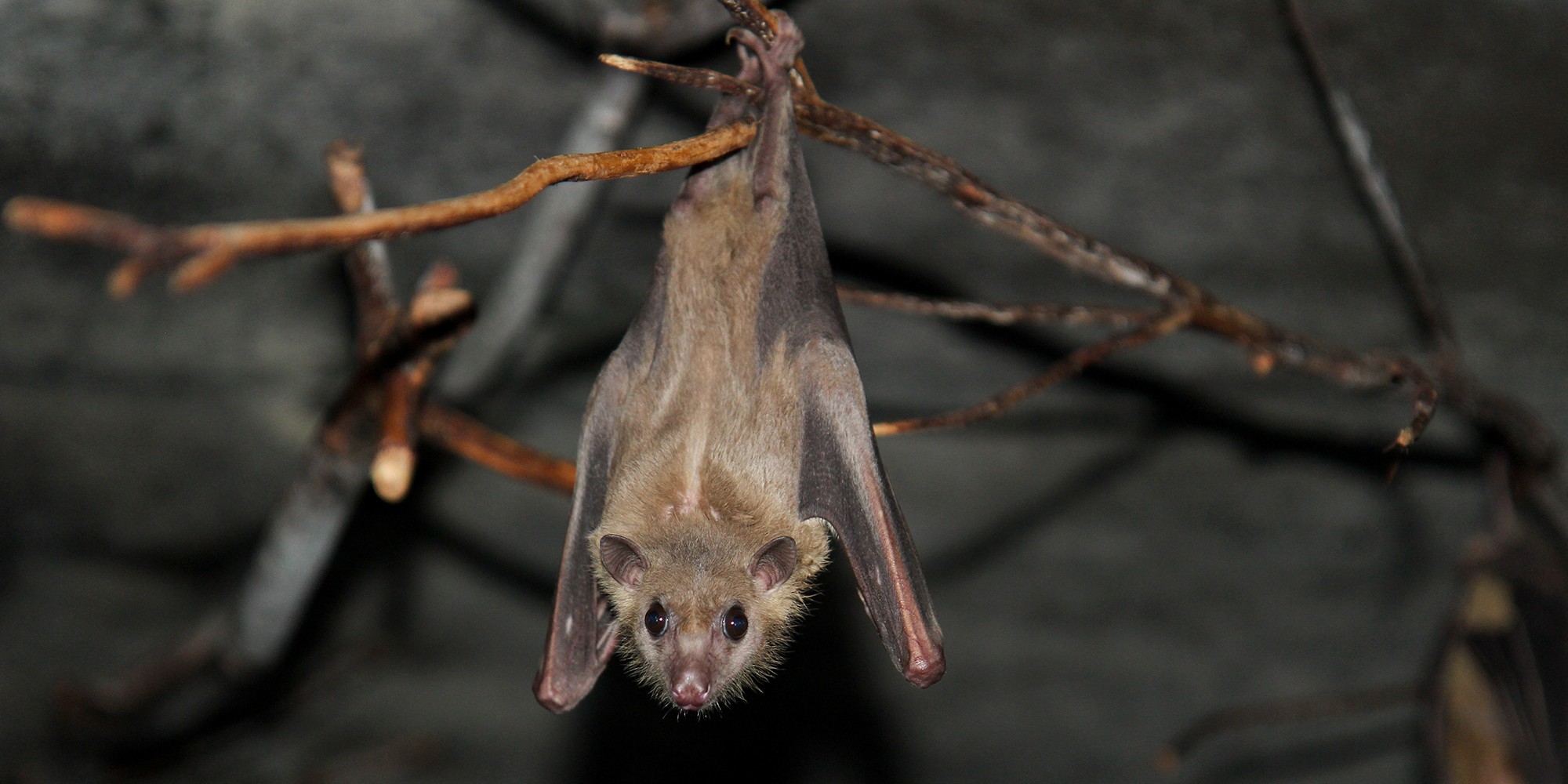 Ägyptische Fruchtfledermaus