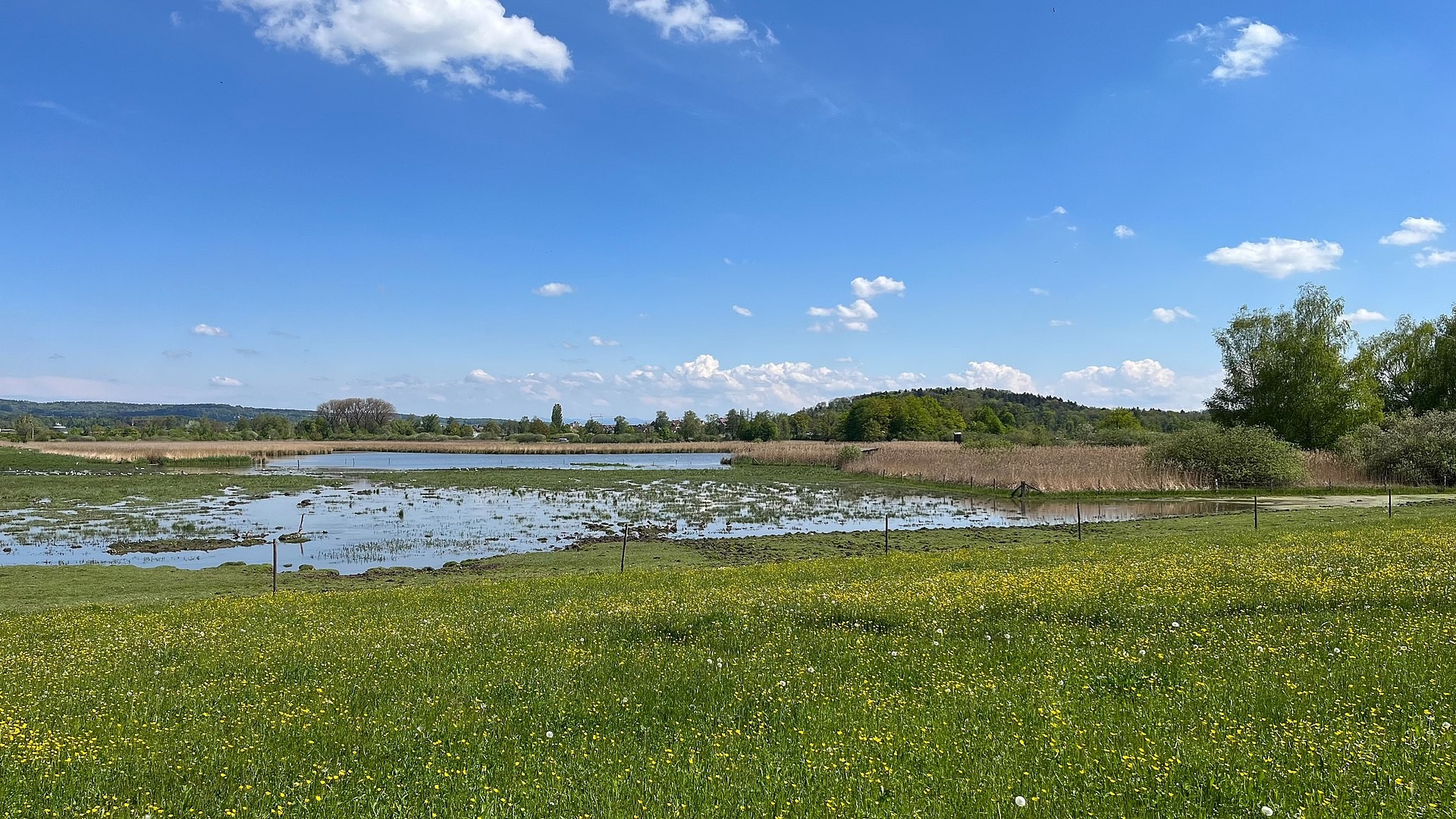 Neeracherried Flachmoor in Zürich