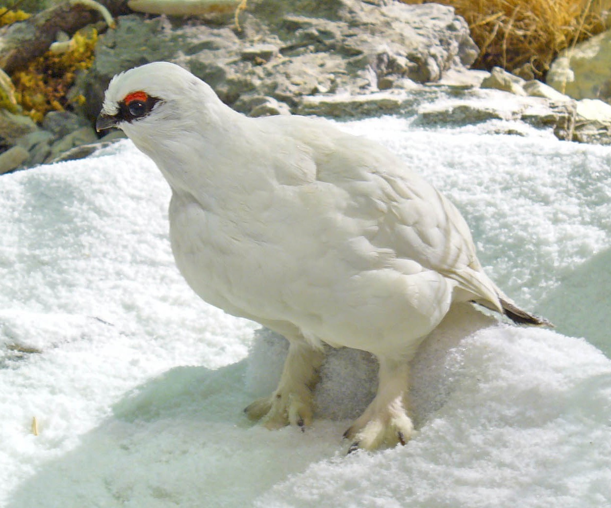 Alpenschneehuhn im Winterkleid