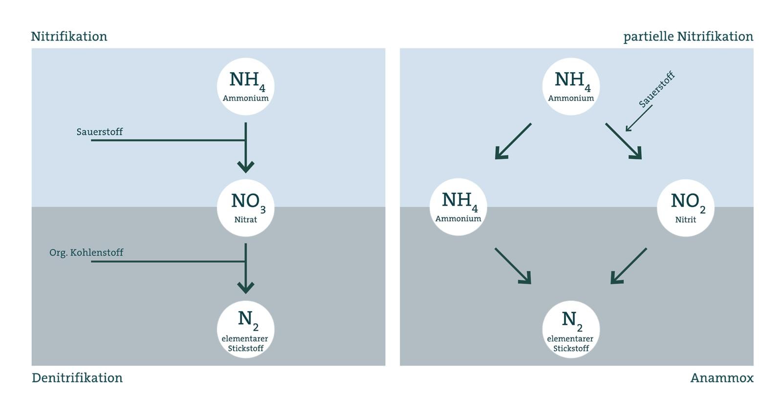 Eawag Anammox Verfahren Nitrifikation Grafik