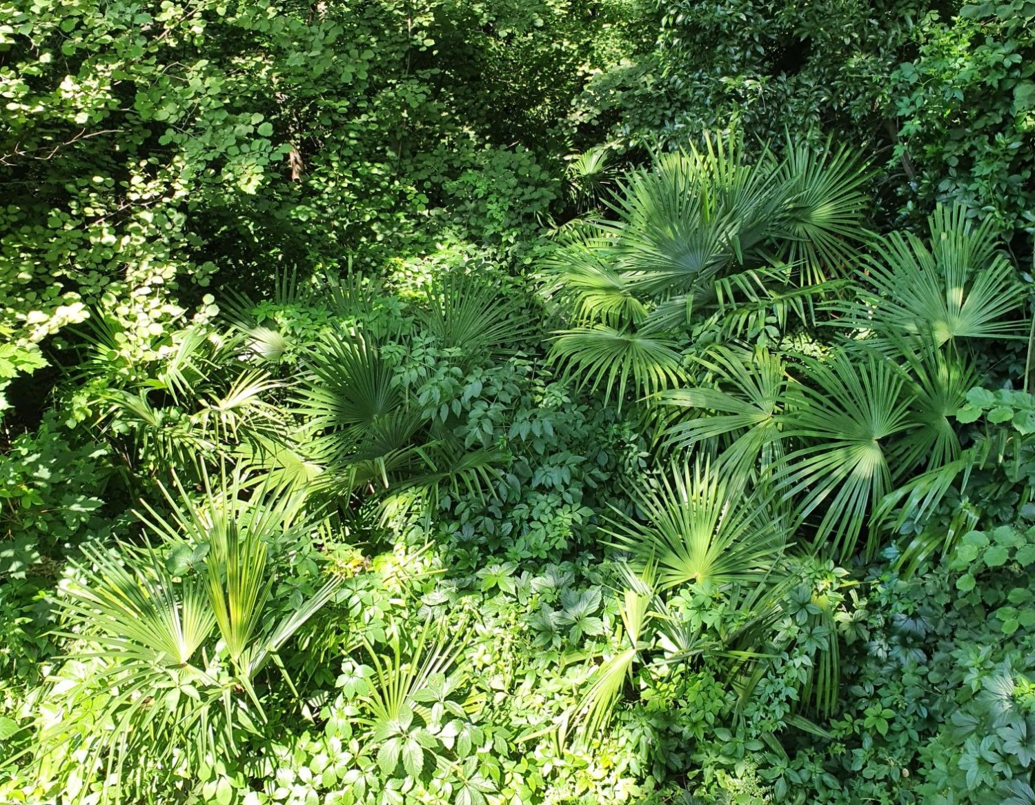 Palmen im Wald am  Monte Bré