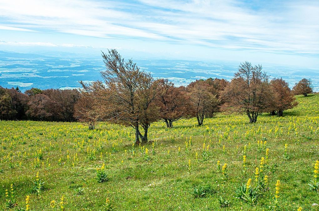 Buchen auf einer Wiese