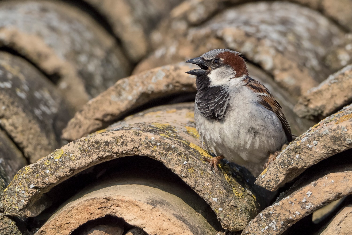 Nest Gebäudebrüter Haussperling