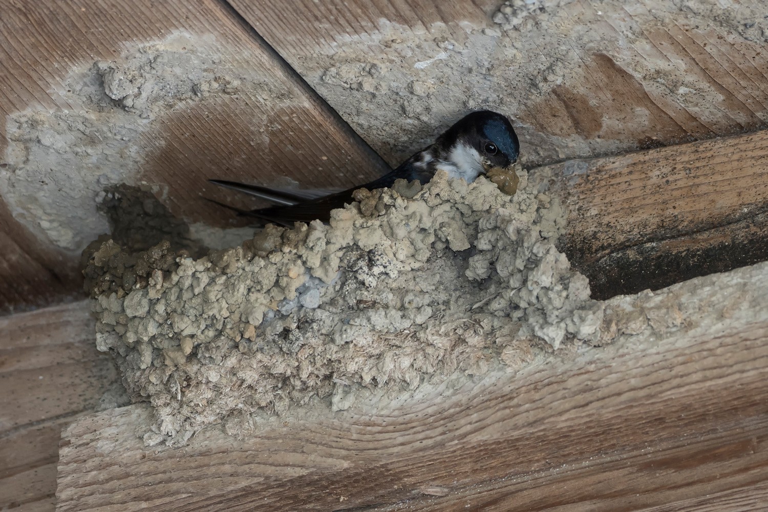 Nest Gebäudebrüter Mehlschwalbe