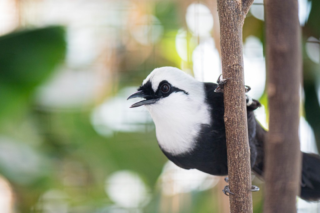 Vogel Schwarzweiss Häherling Zoo Basel