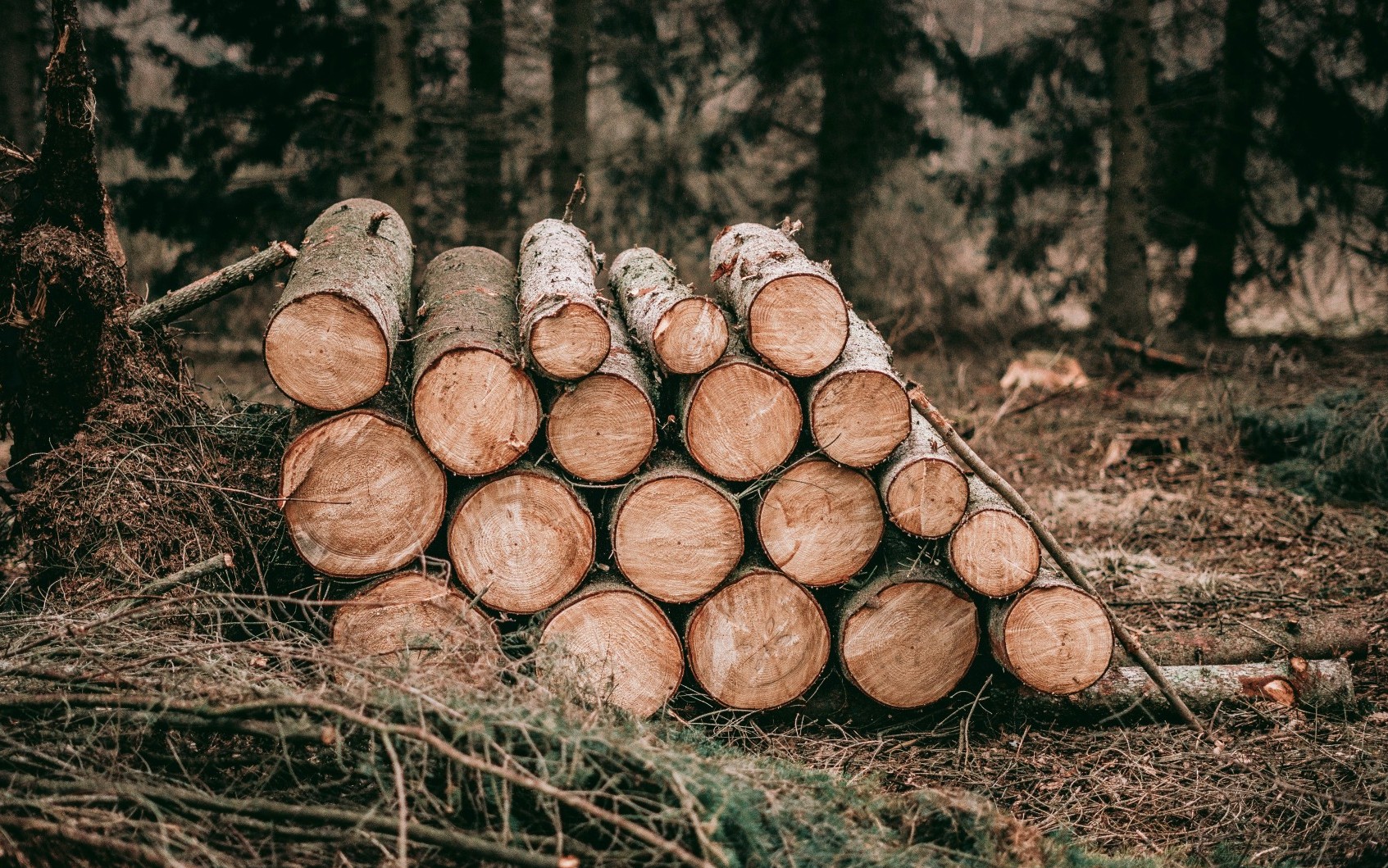 Gefällte Baumstämme im Wald