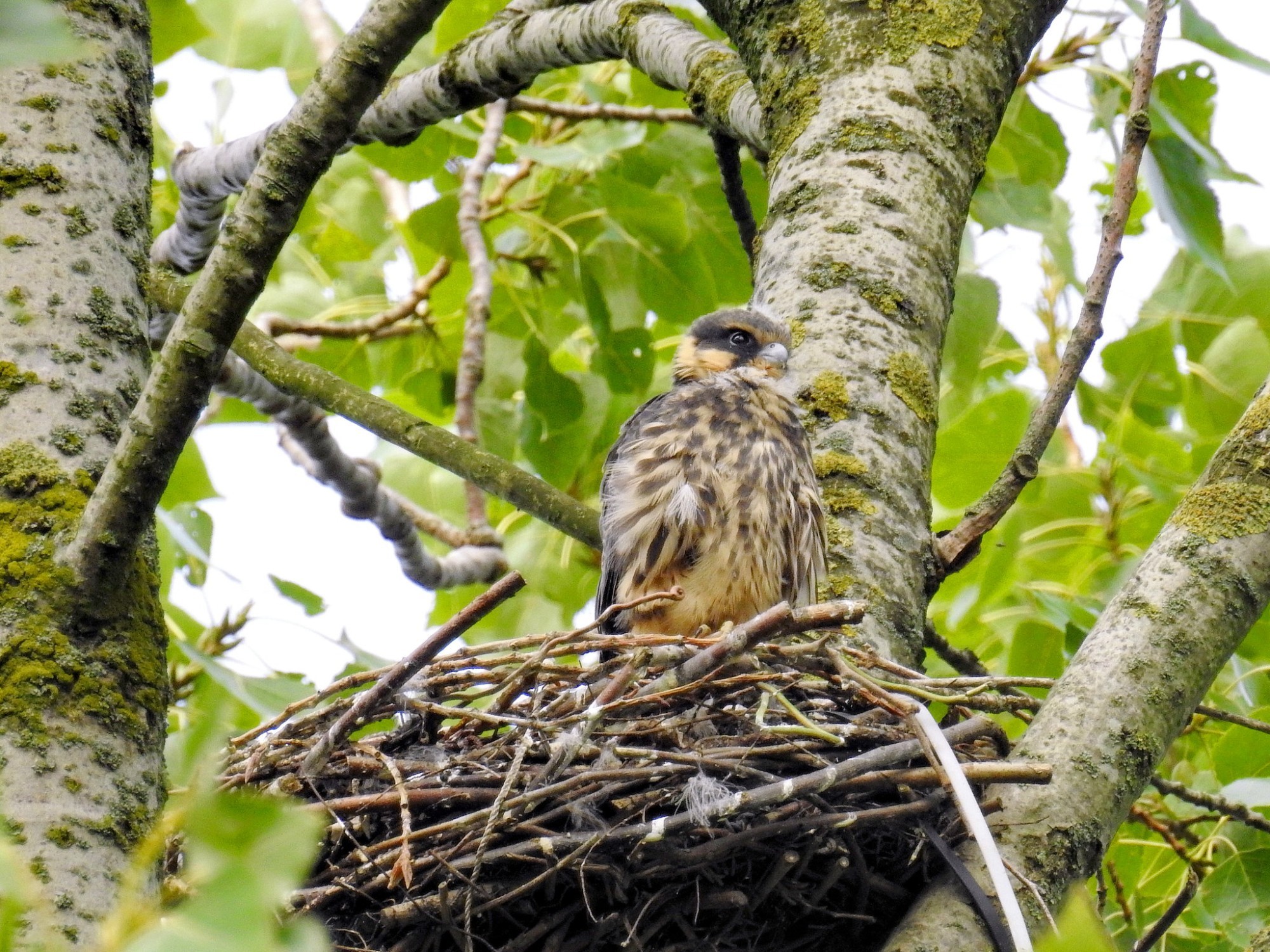 Nest eines Baumfalken