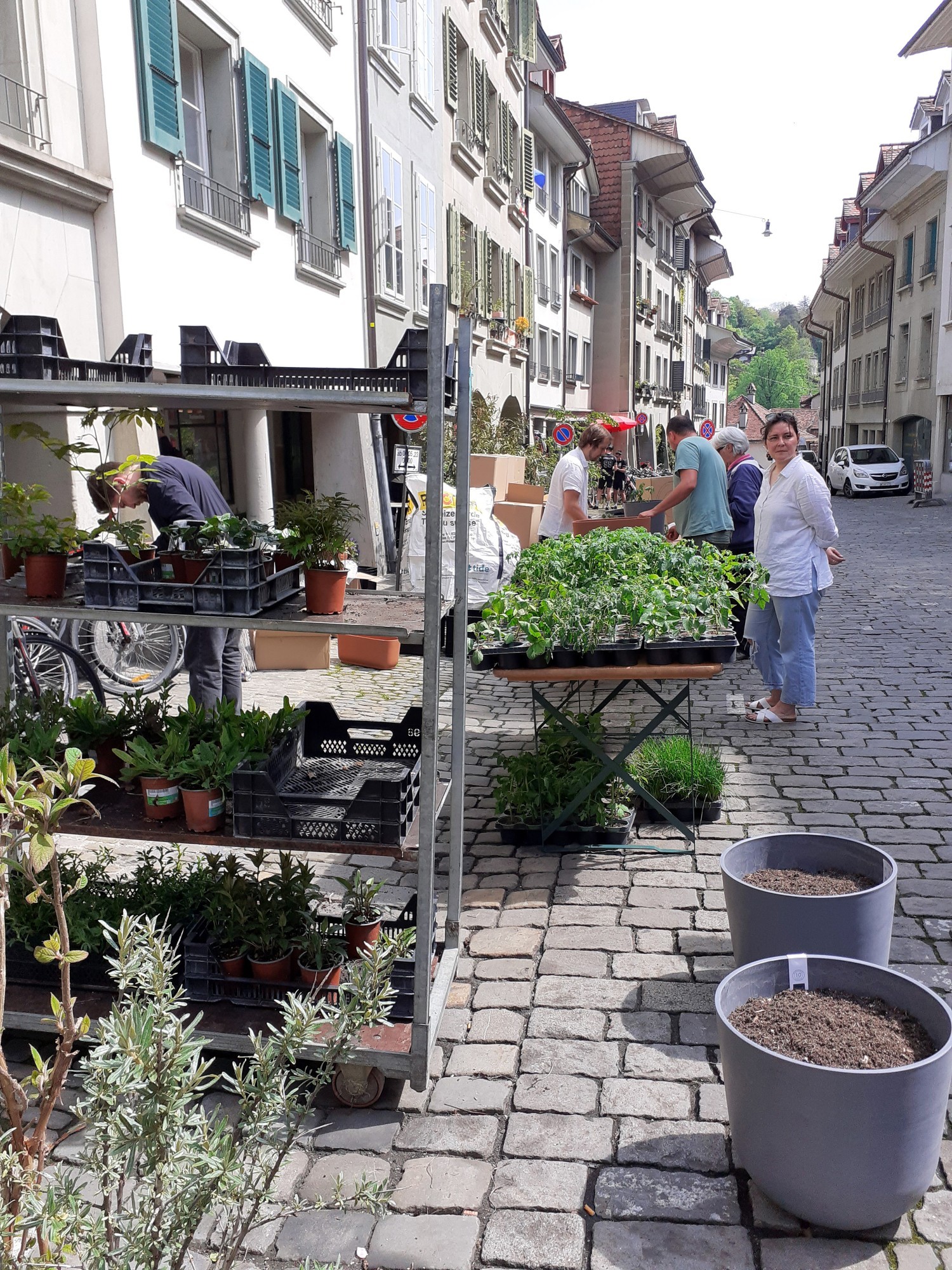 Projekt Grünste Gasse der Schweiz, Uni Bern, Ausgabe Grünpflanzen