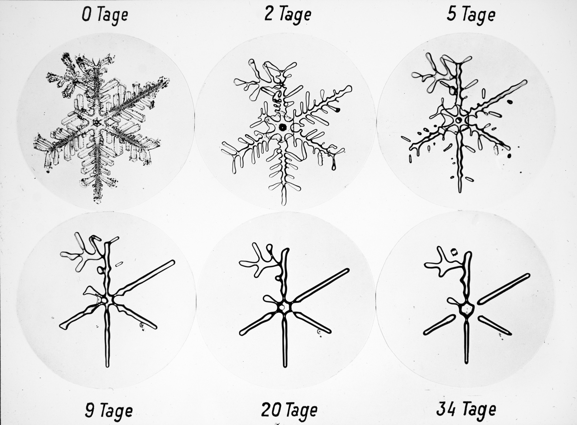 Metamorphose eines Schneekristalls