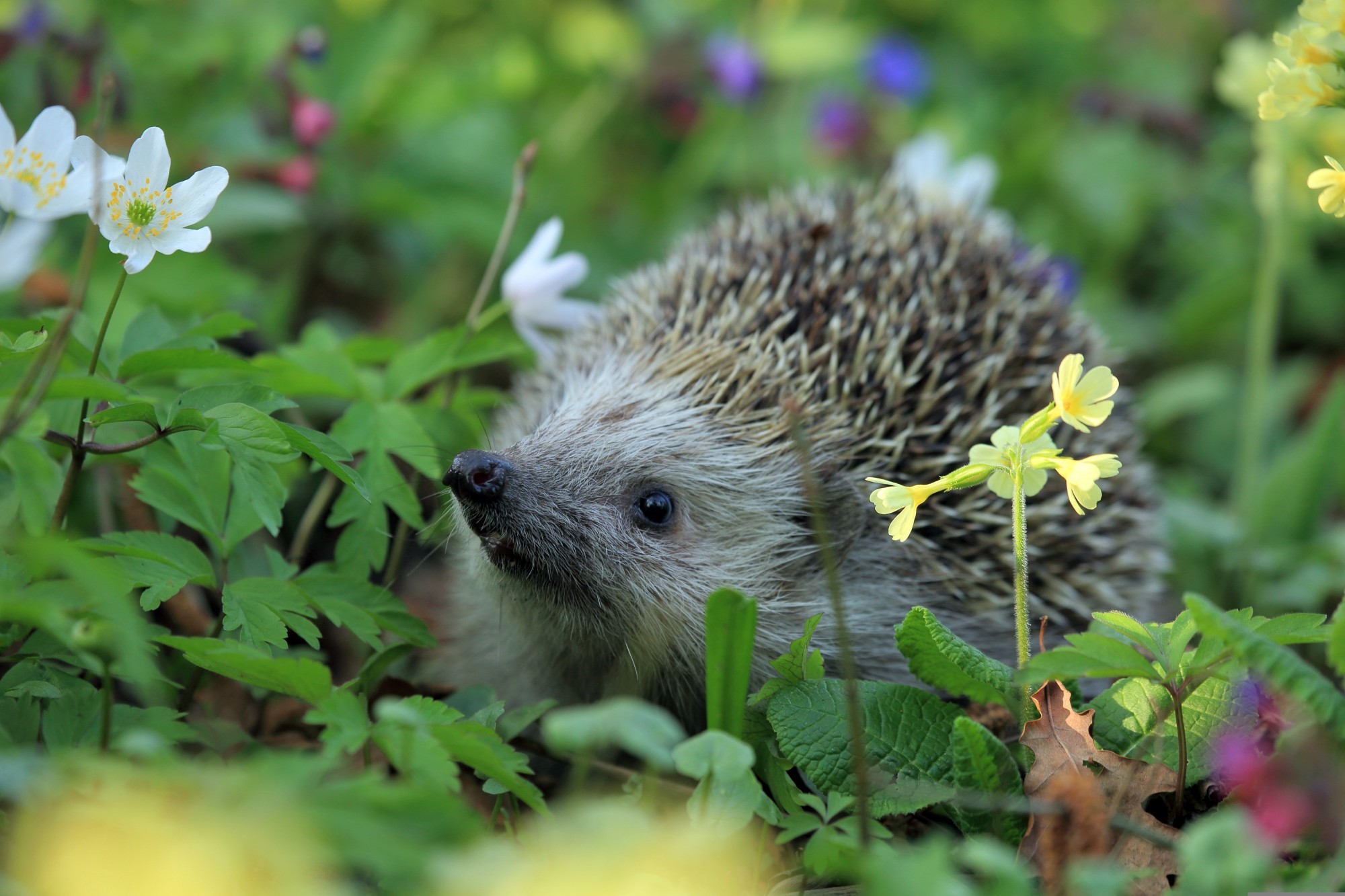 Igel auf einer Wiese zwischen Frühlingsblumen