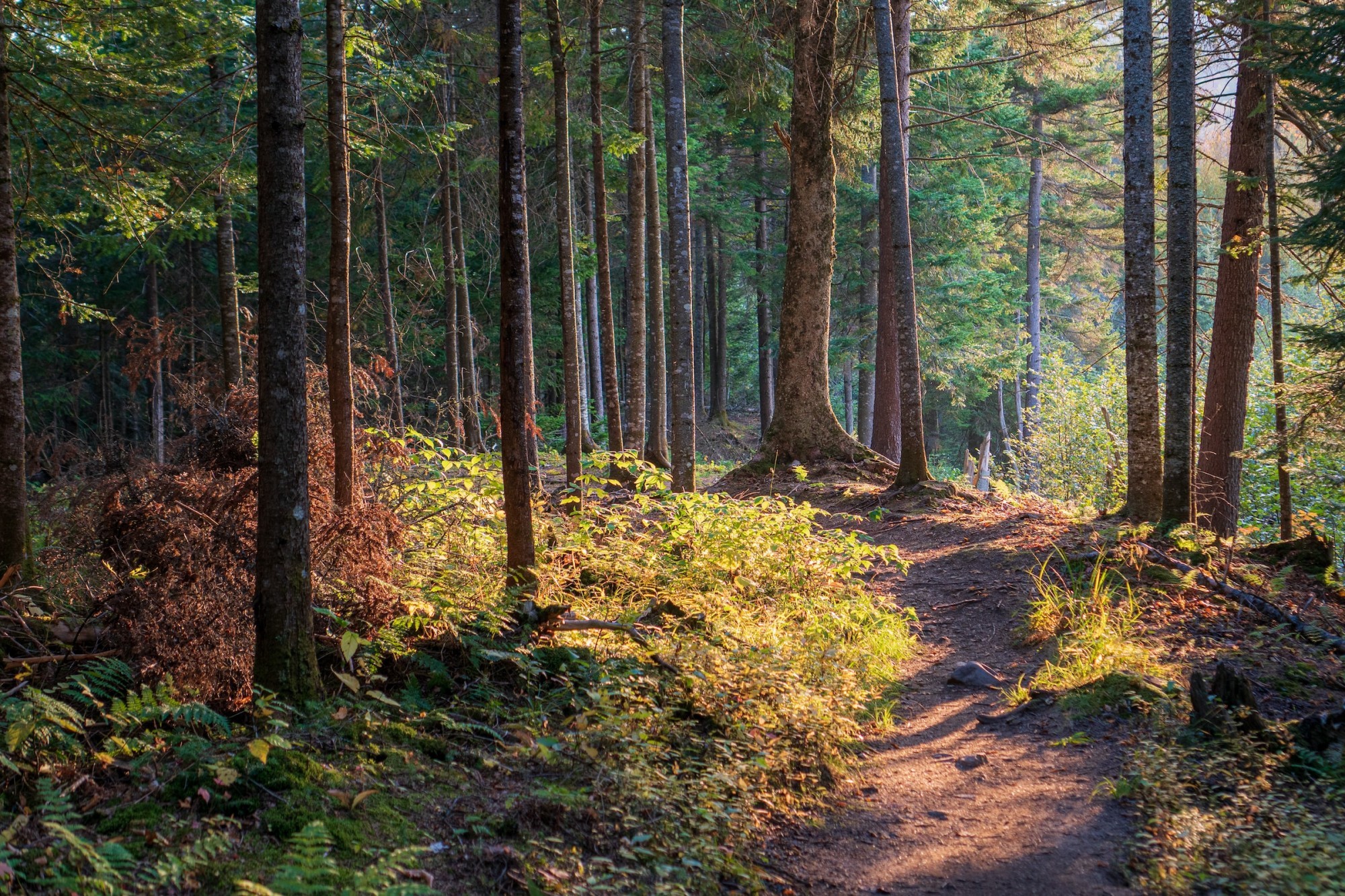 Waldweg (Symbolbild)