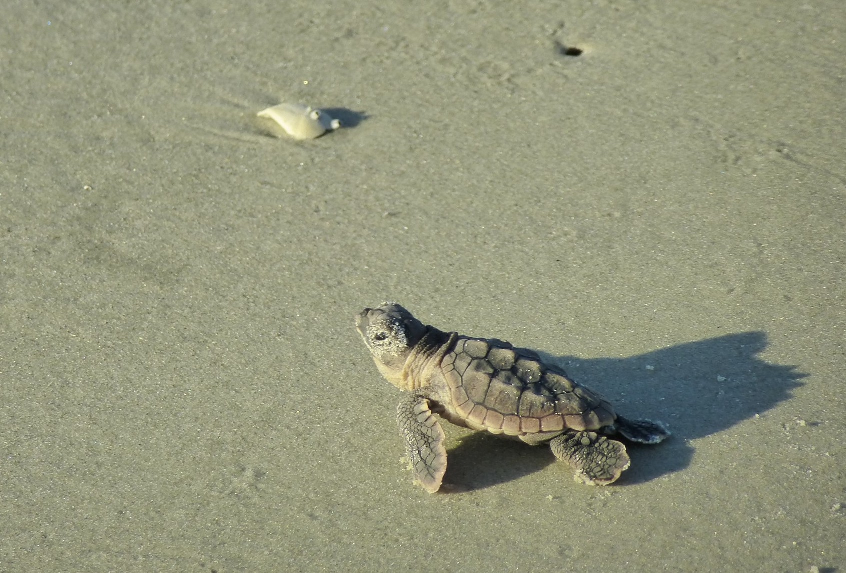 Junge Meerschildkröte am Strand
