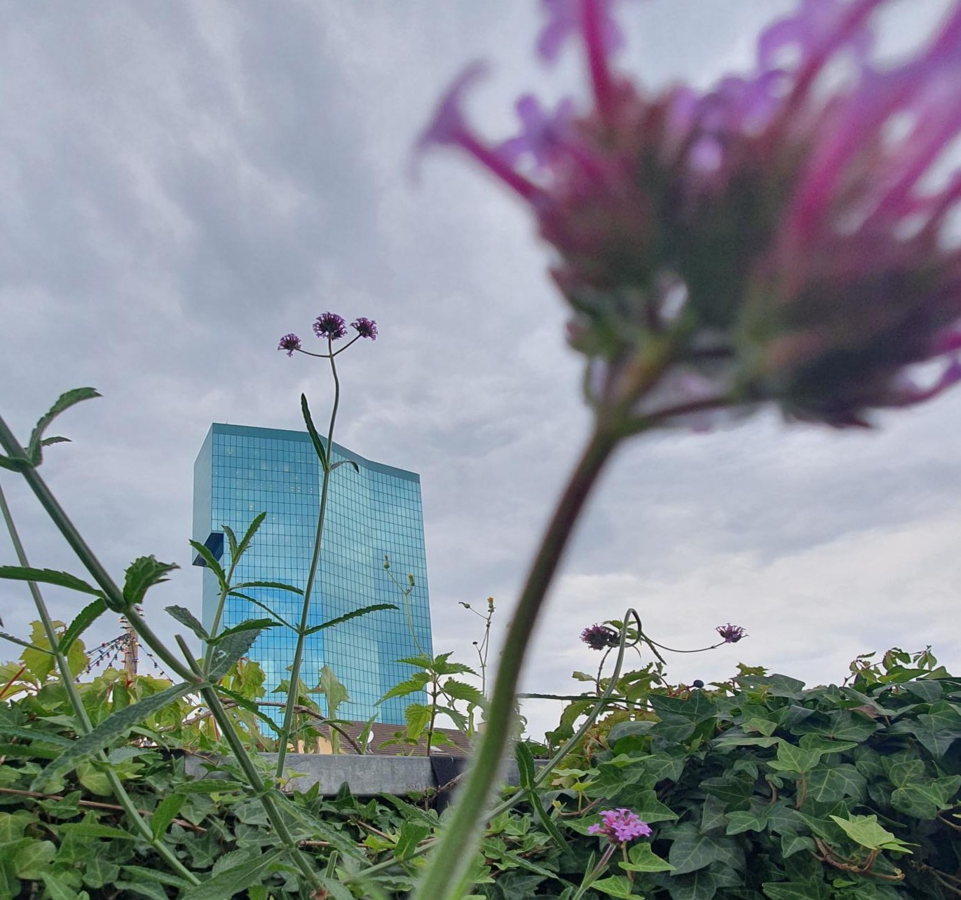 Prime Tower hinter Blumen