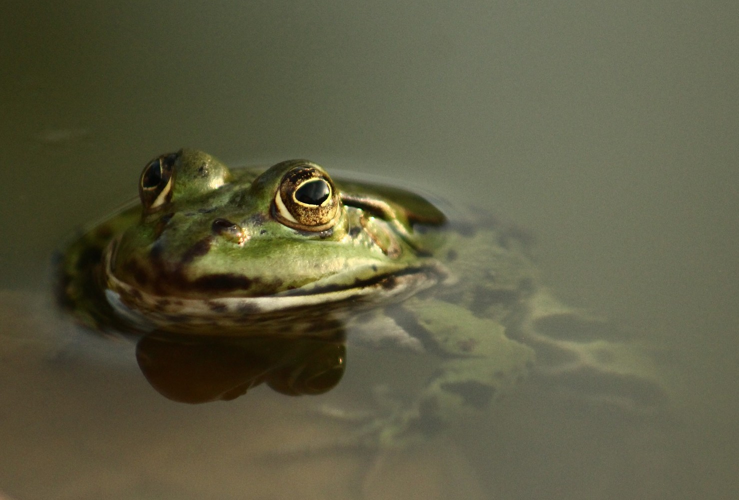 Laubfrosch im Wasser