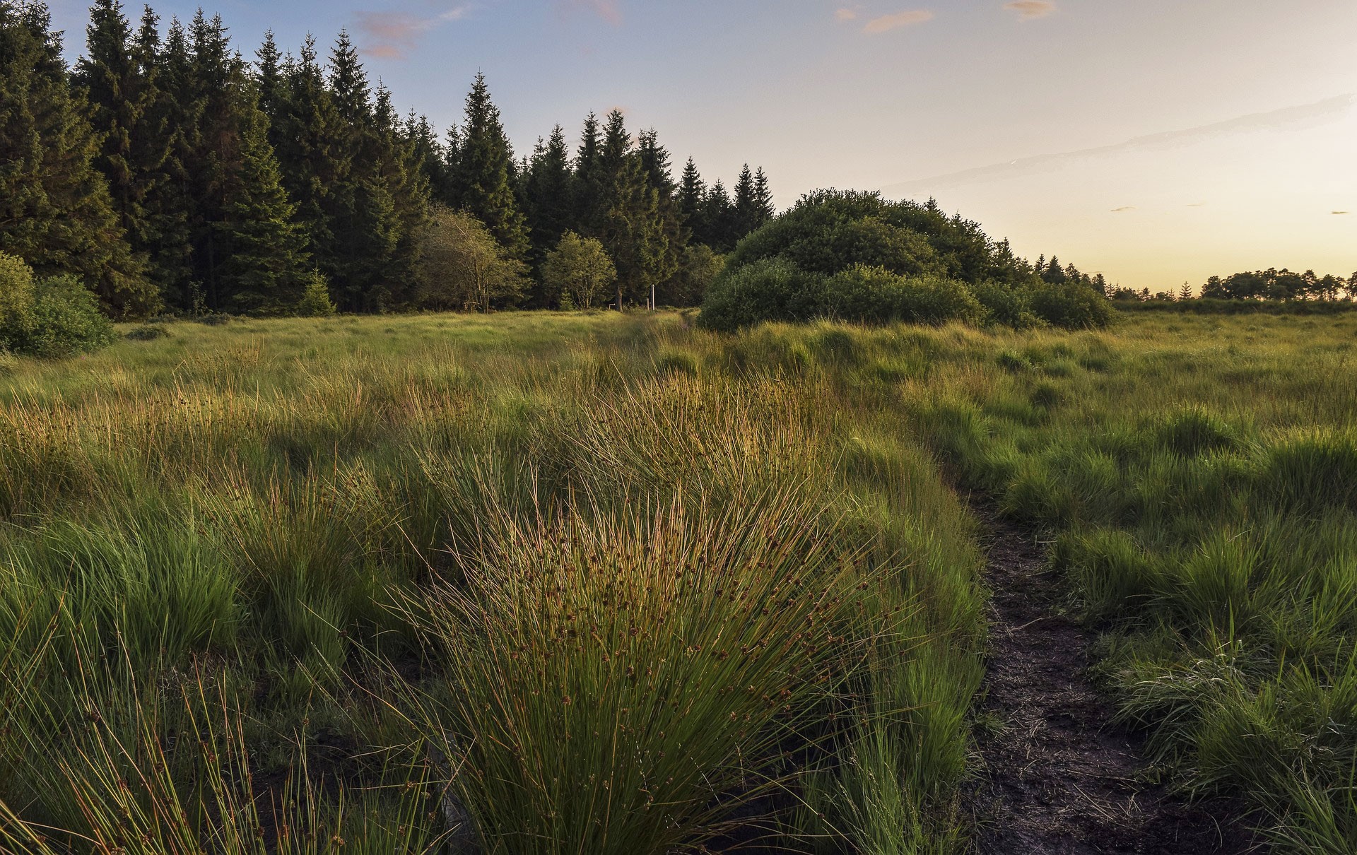 Moor mit Flatter-Binsen im Vordergrund