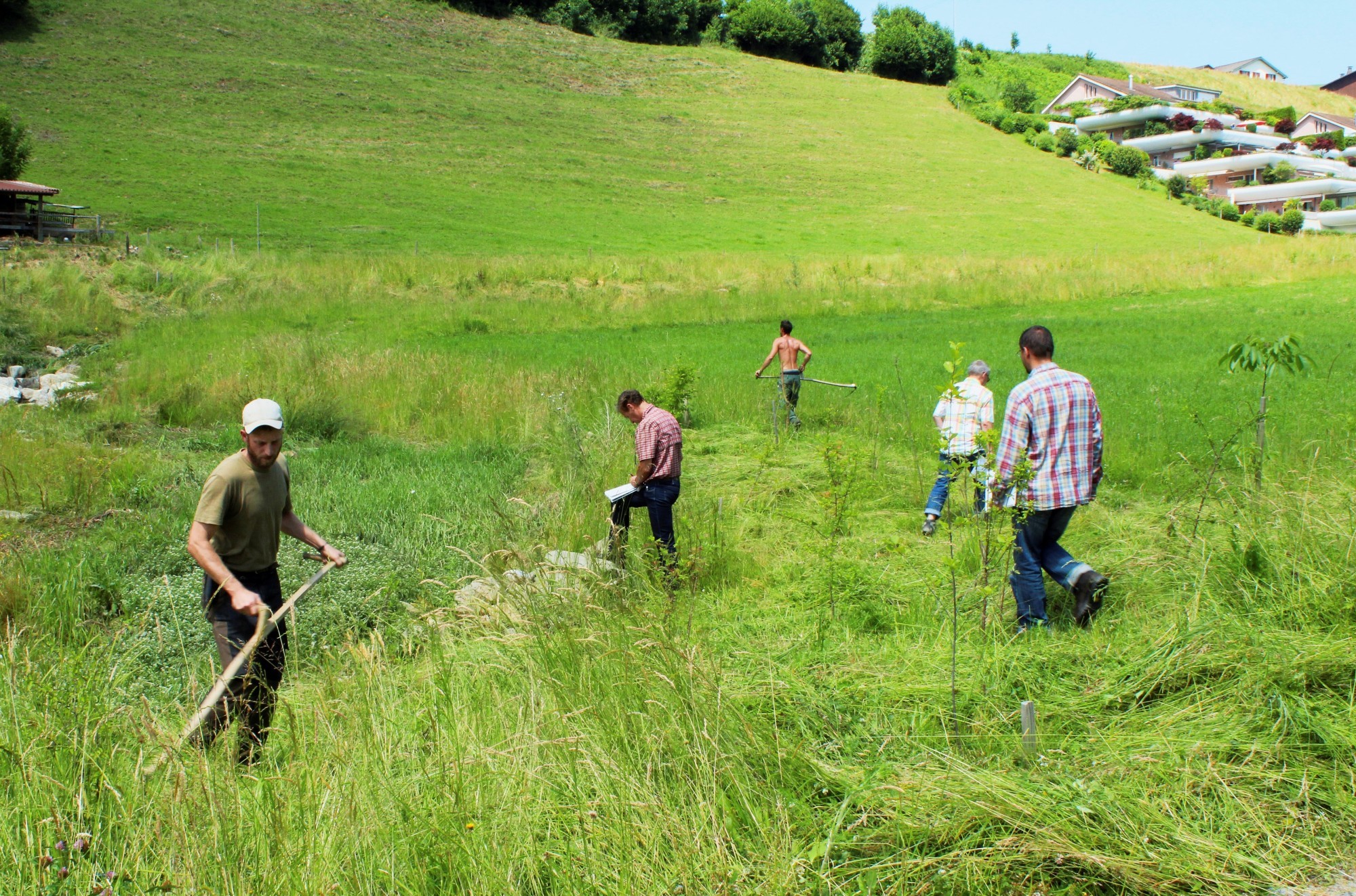 Biodiverses Feld