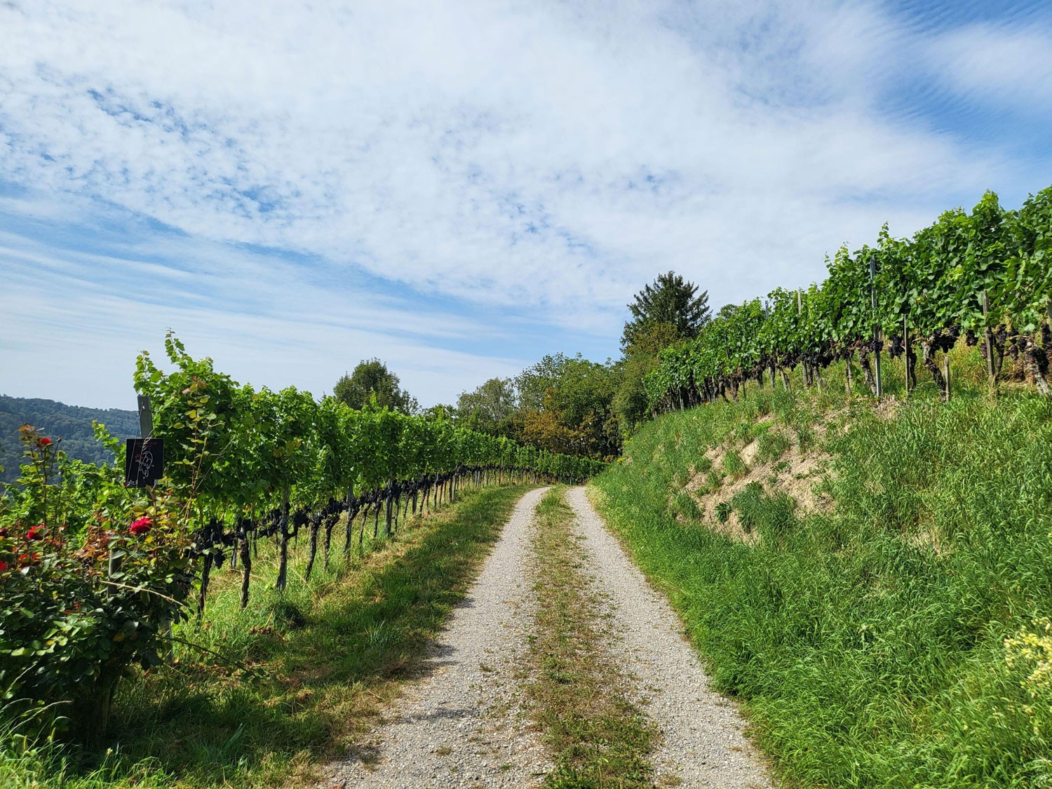 Rebbau im unteren Tösstal