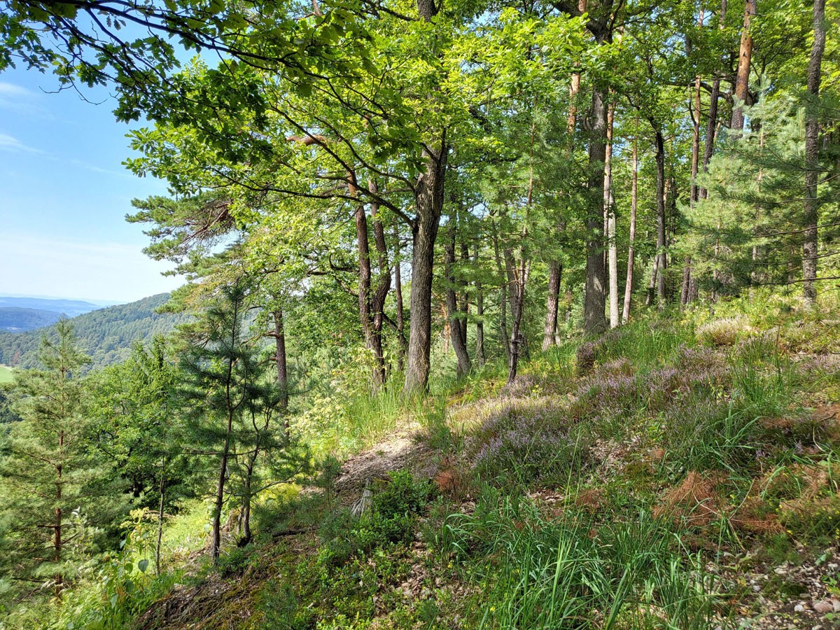 Wälder im unteren Tösstal