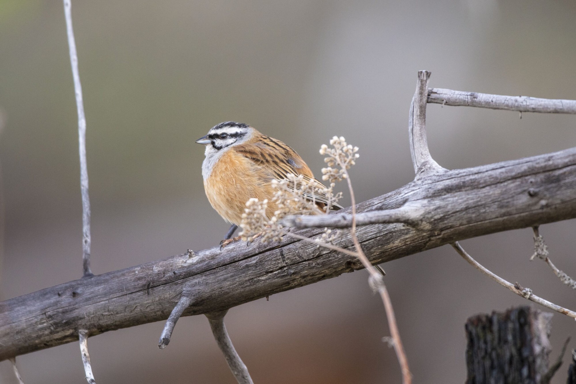 Zippammer Vogel