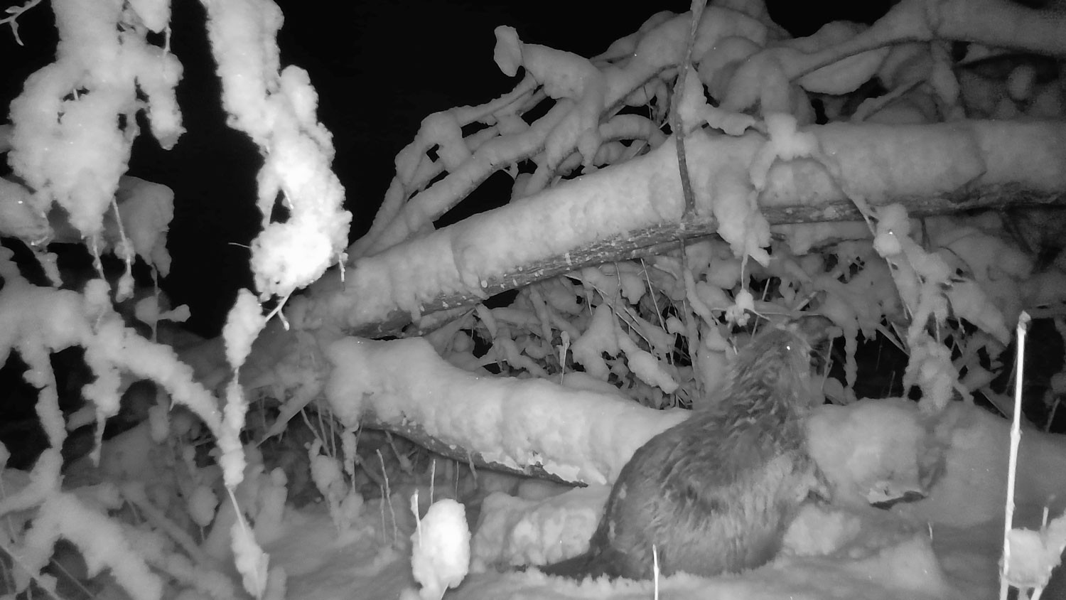 Wildtierkamera-Aufnahme eines Bibers im Sihlwald