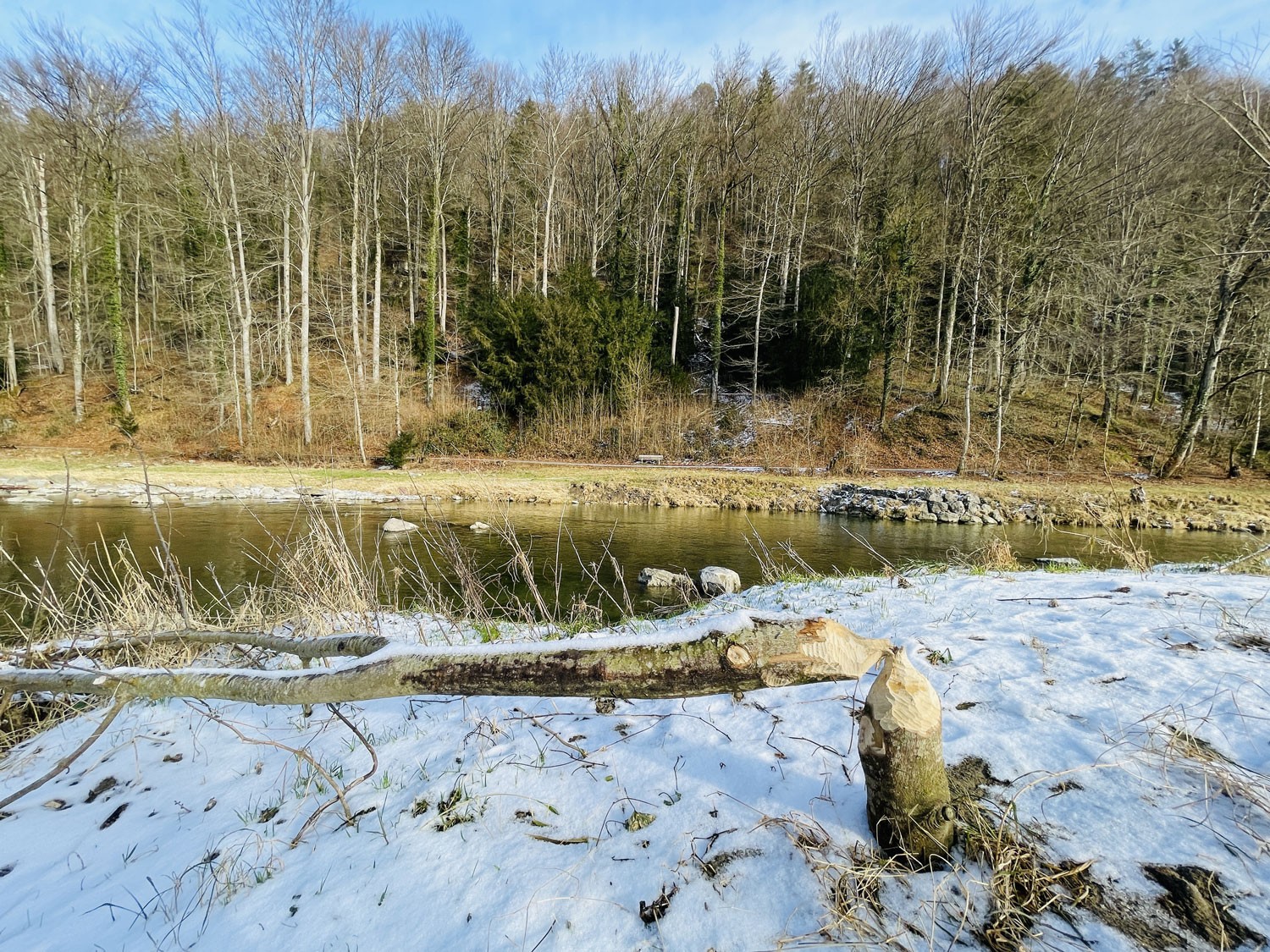 Nagespuren eines Bibers an Baum im Sihlwald