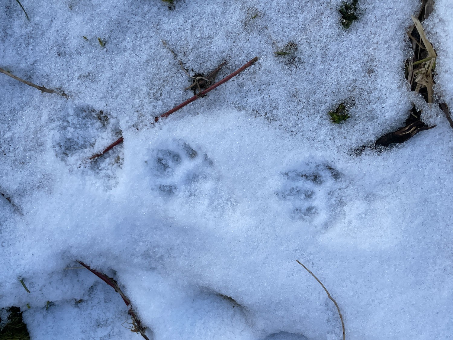 Biberspuren im Schnee in Sihlwald