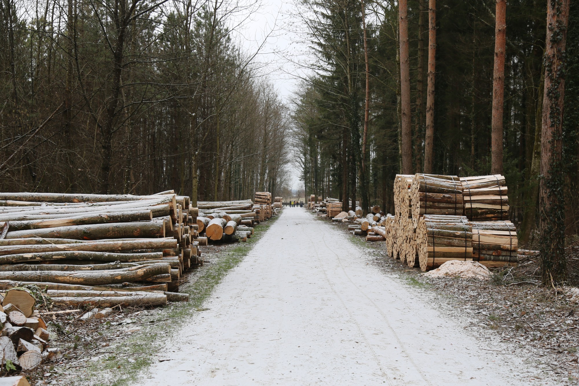 Monitoring Energieholz Holzenergie Schweiz