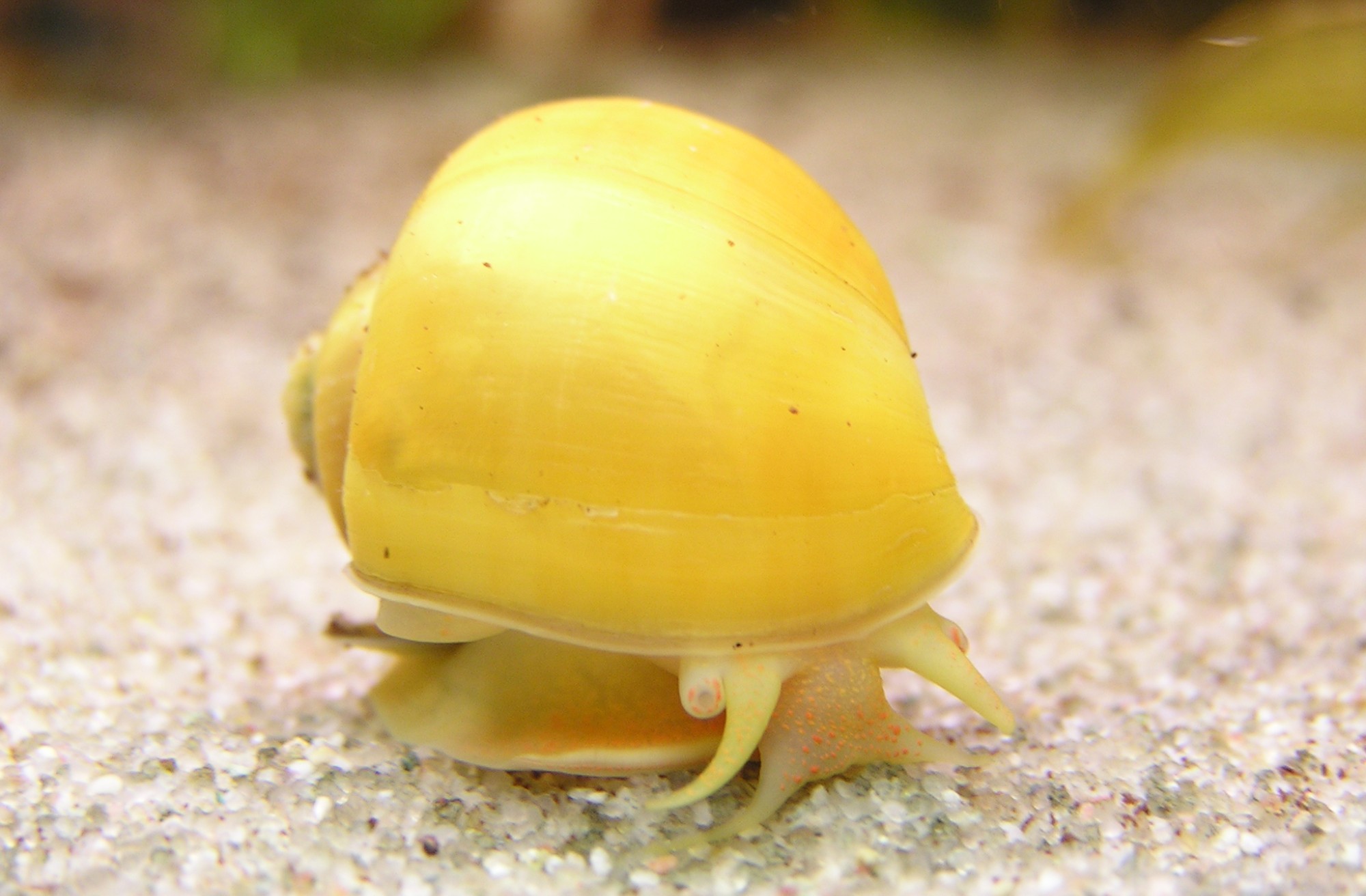 Apfelschnecke