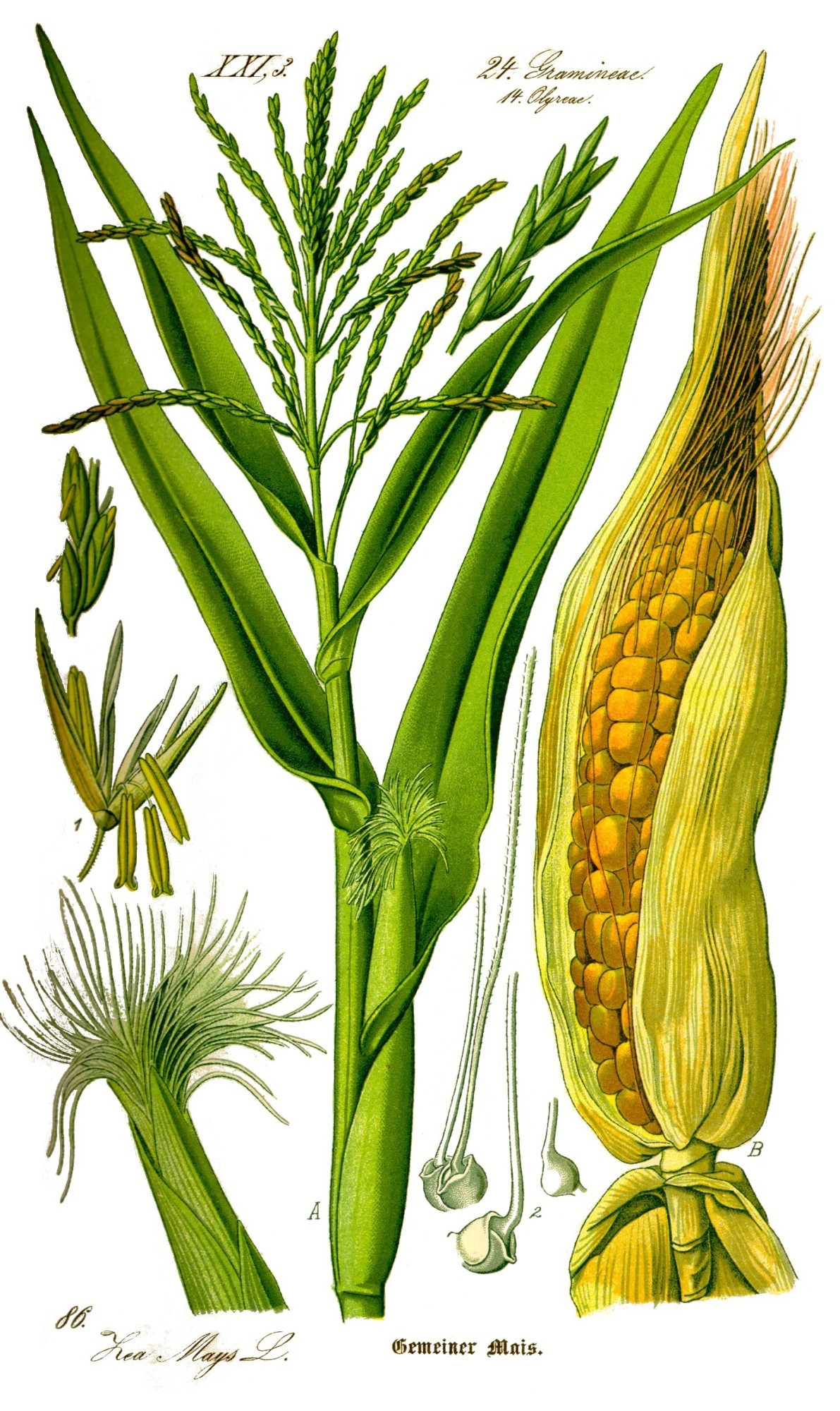 Botanische Illustration