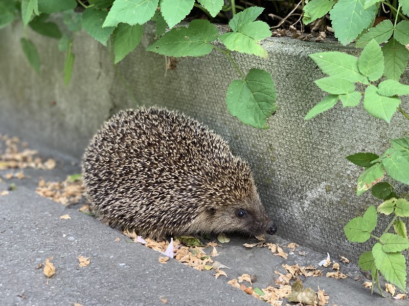 Igel unterwegs im Siedlungsgebiet