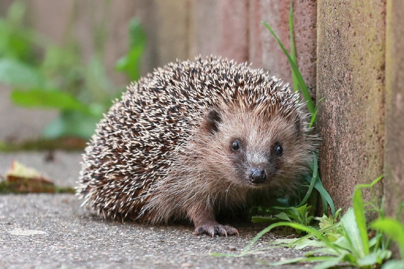 Igel an einer Gartenmauer