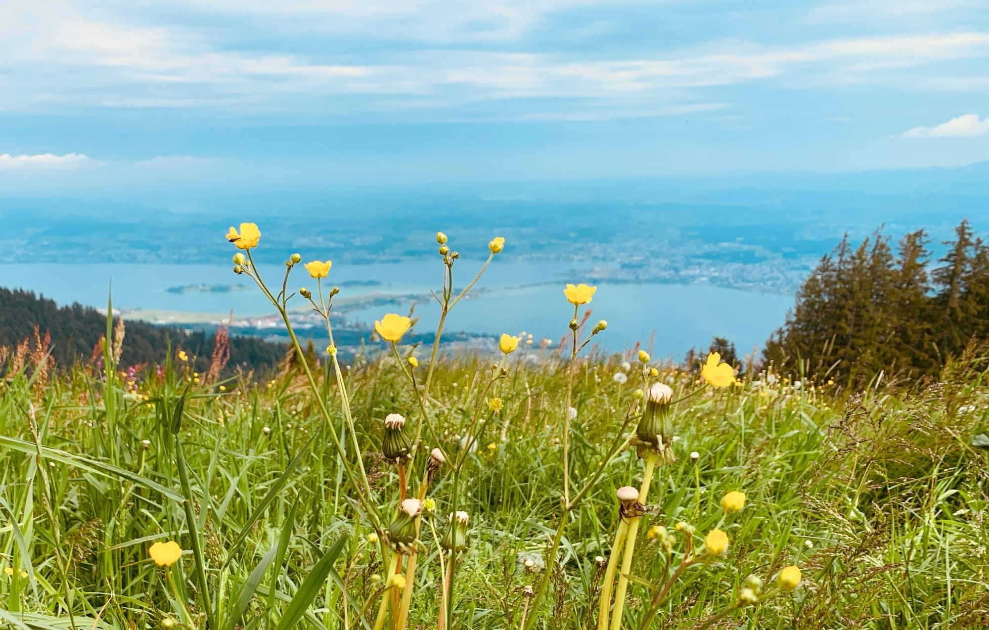 Blick über eine Wiese auf den Zürichsee und den Seedamm von Rapperswil.