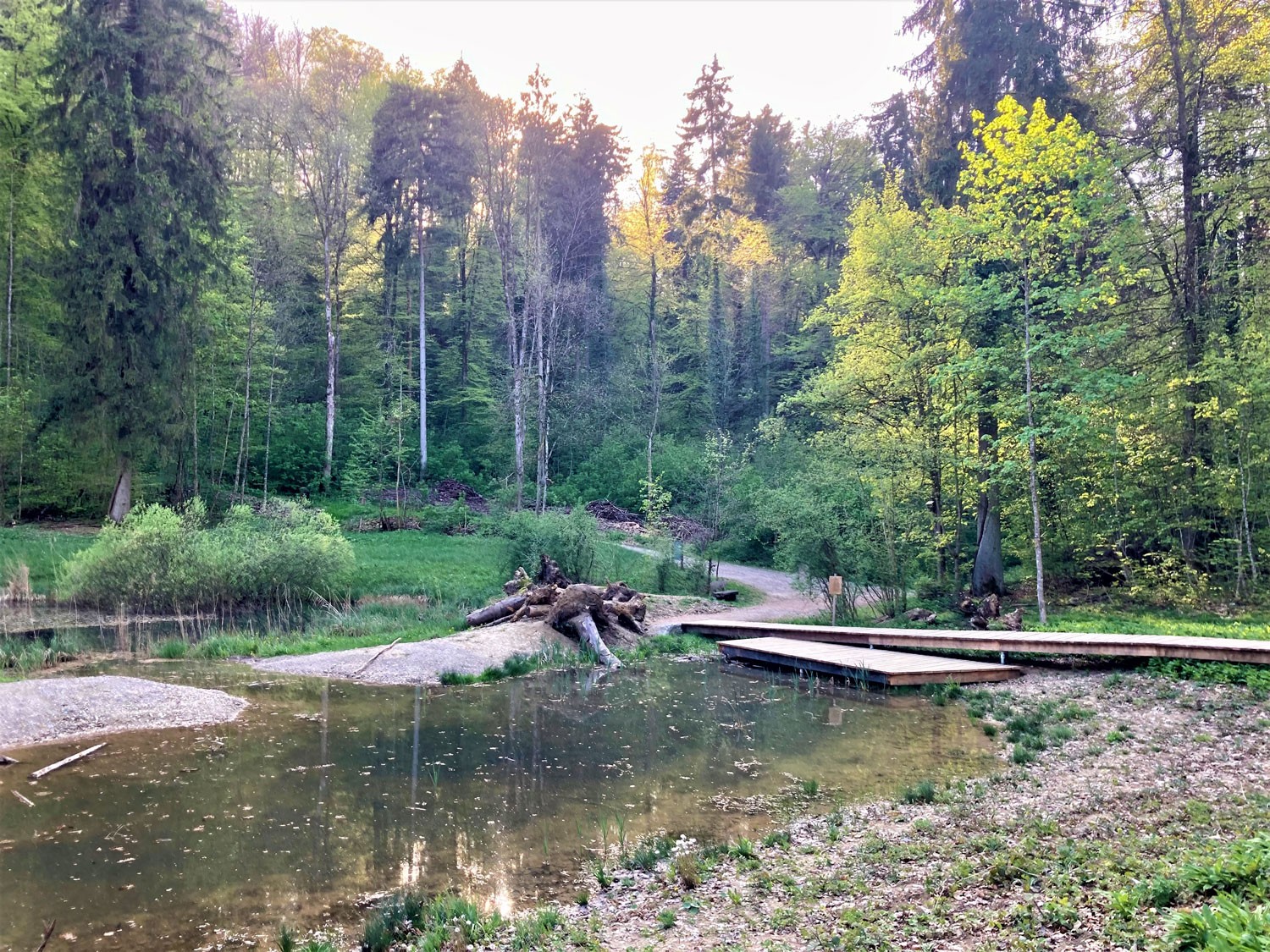 Weiher Totentäli bei Winterthur