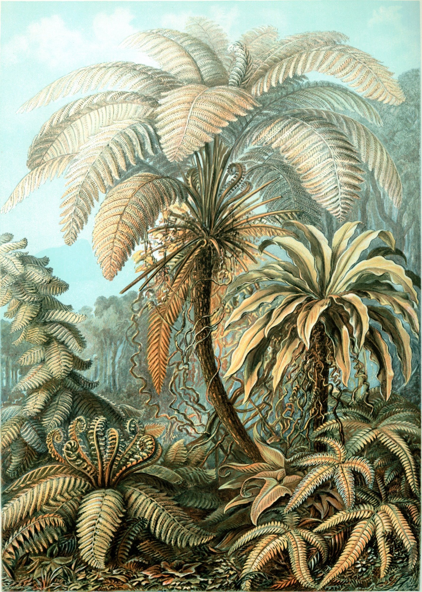 Farne, Illustration, Kunstformen der Natur (1904) von Ernst Haeckel