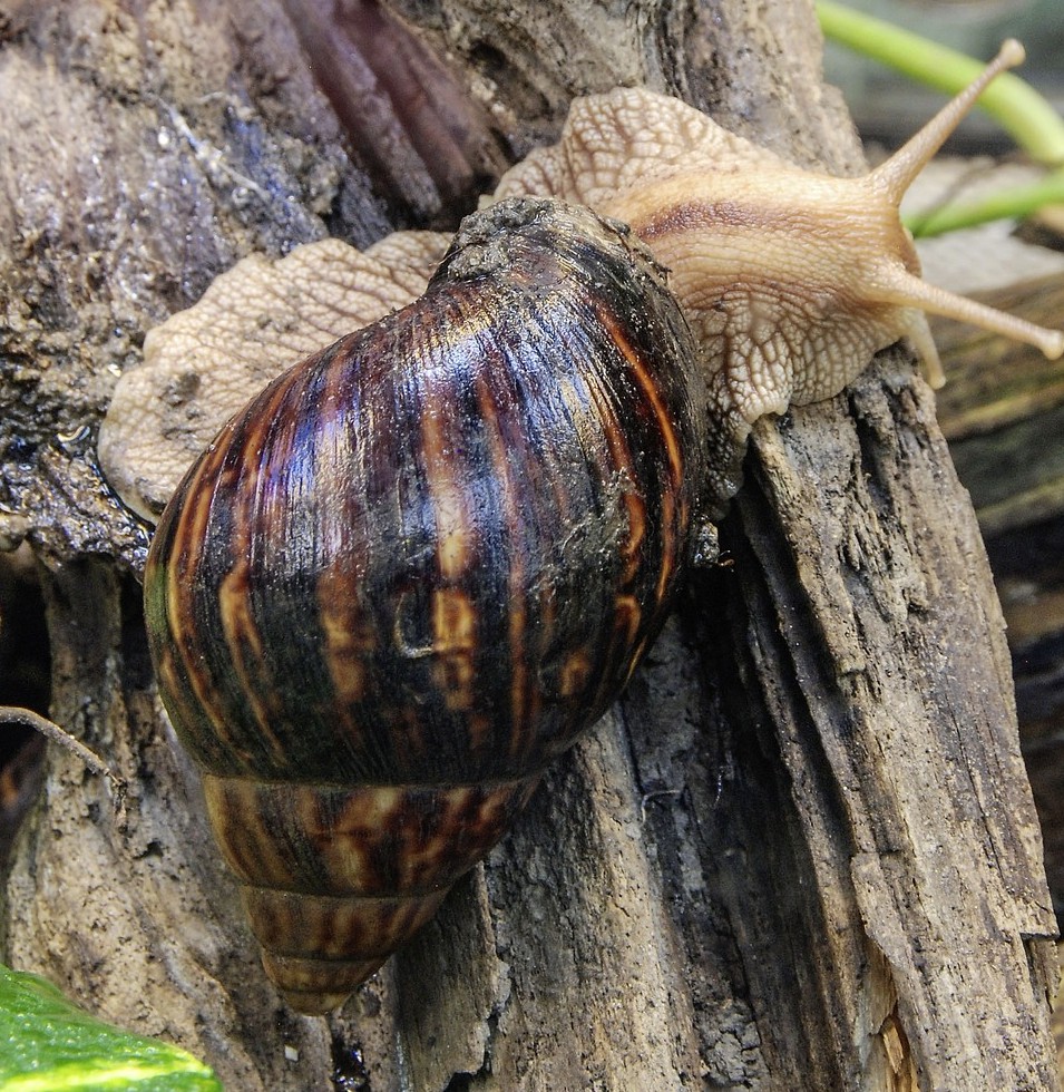 Achatschnecke