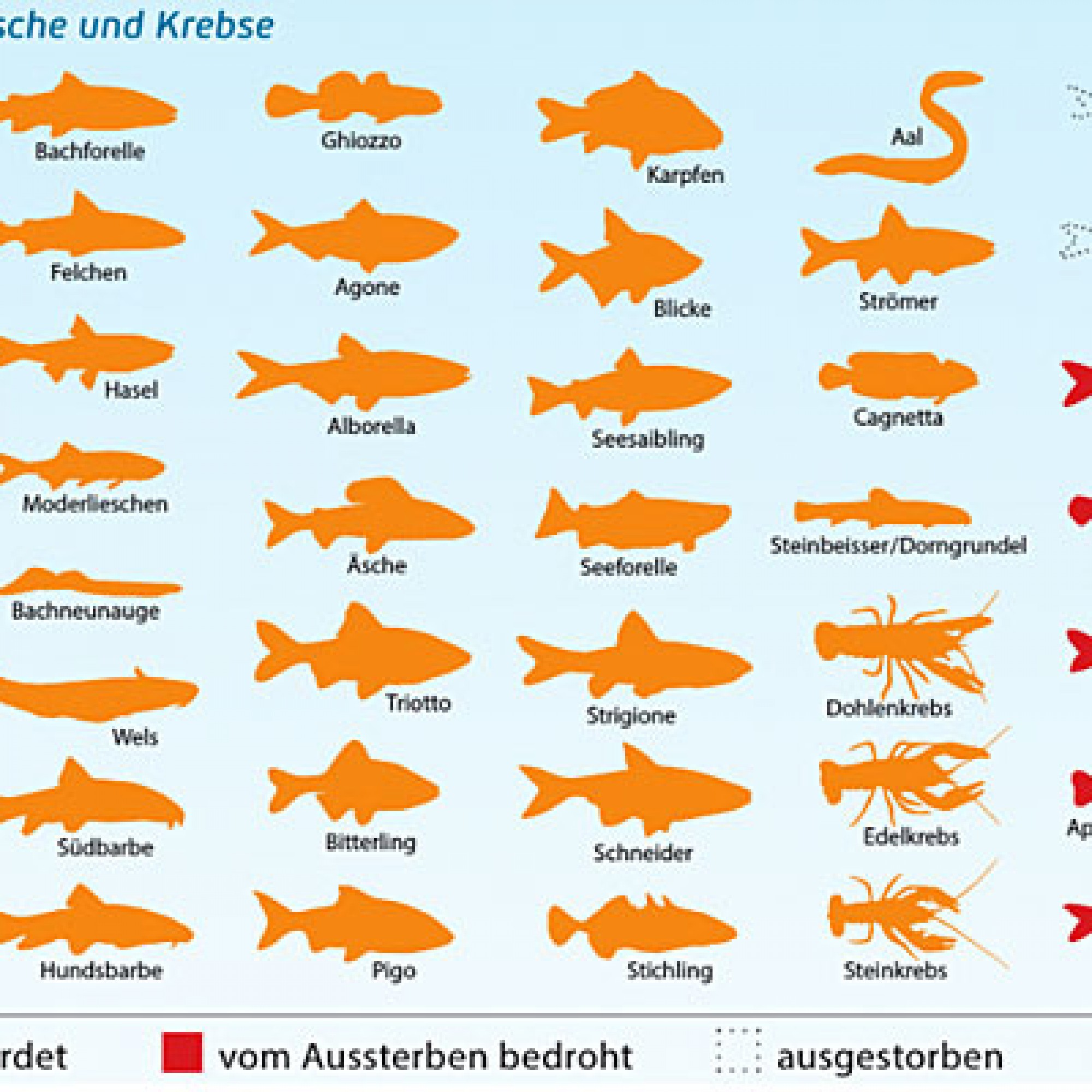 Schweizer Fischfauna (Bild: Aqua Viva)