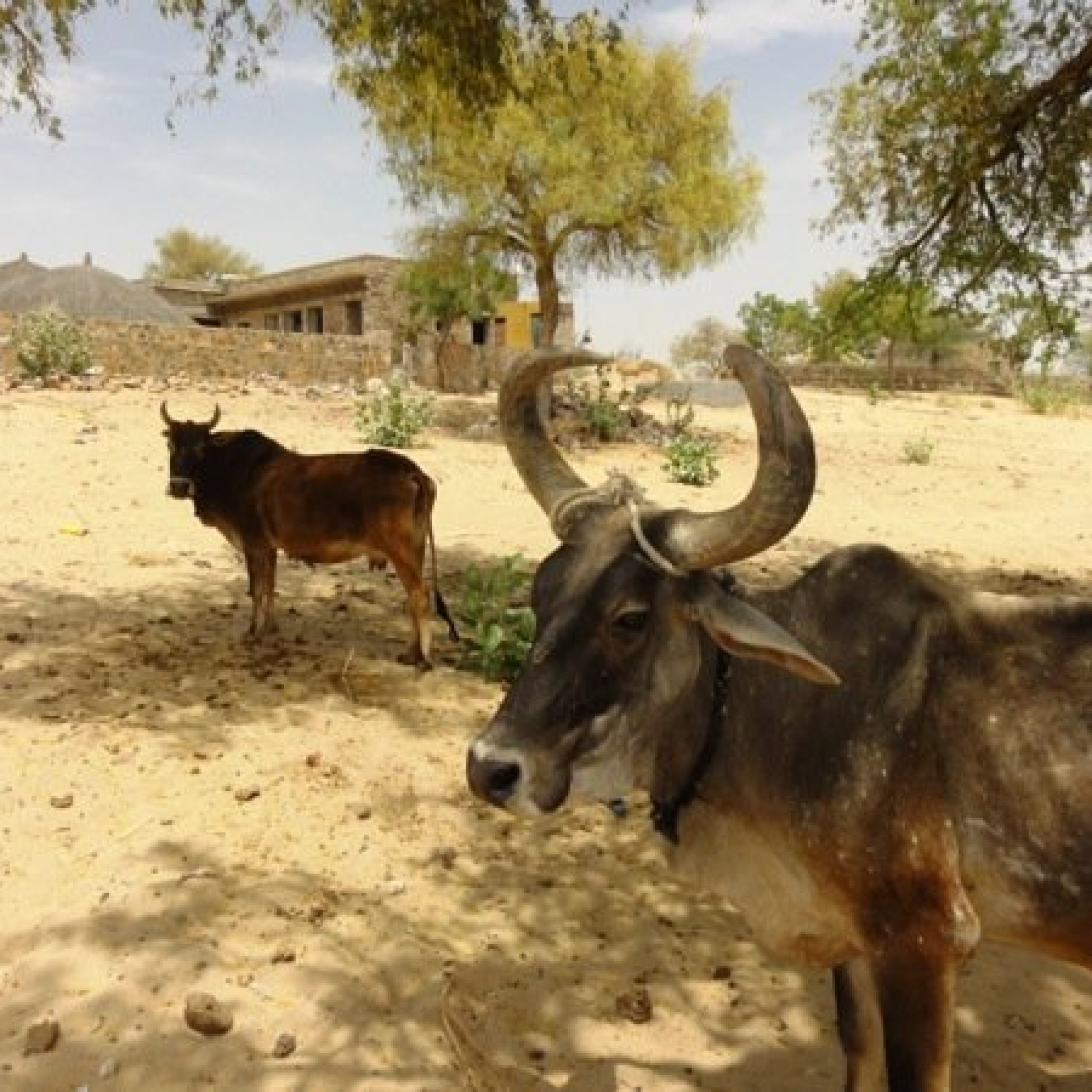 Wüstenbildung in Indien: Bei einer genügend grossen Baumdichte würden die Wurzeln den Boden halten. Es gäbe weniger Erosion. (Bild: zvg)  