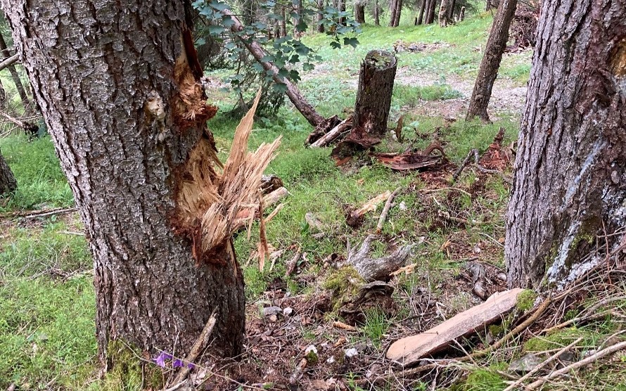 Einschlagpunkte Steinschlag in Sela-Wald bei Filisur