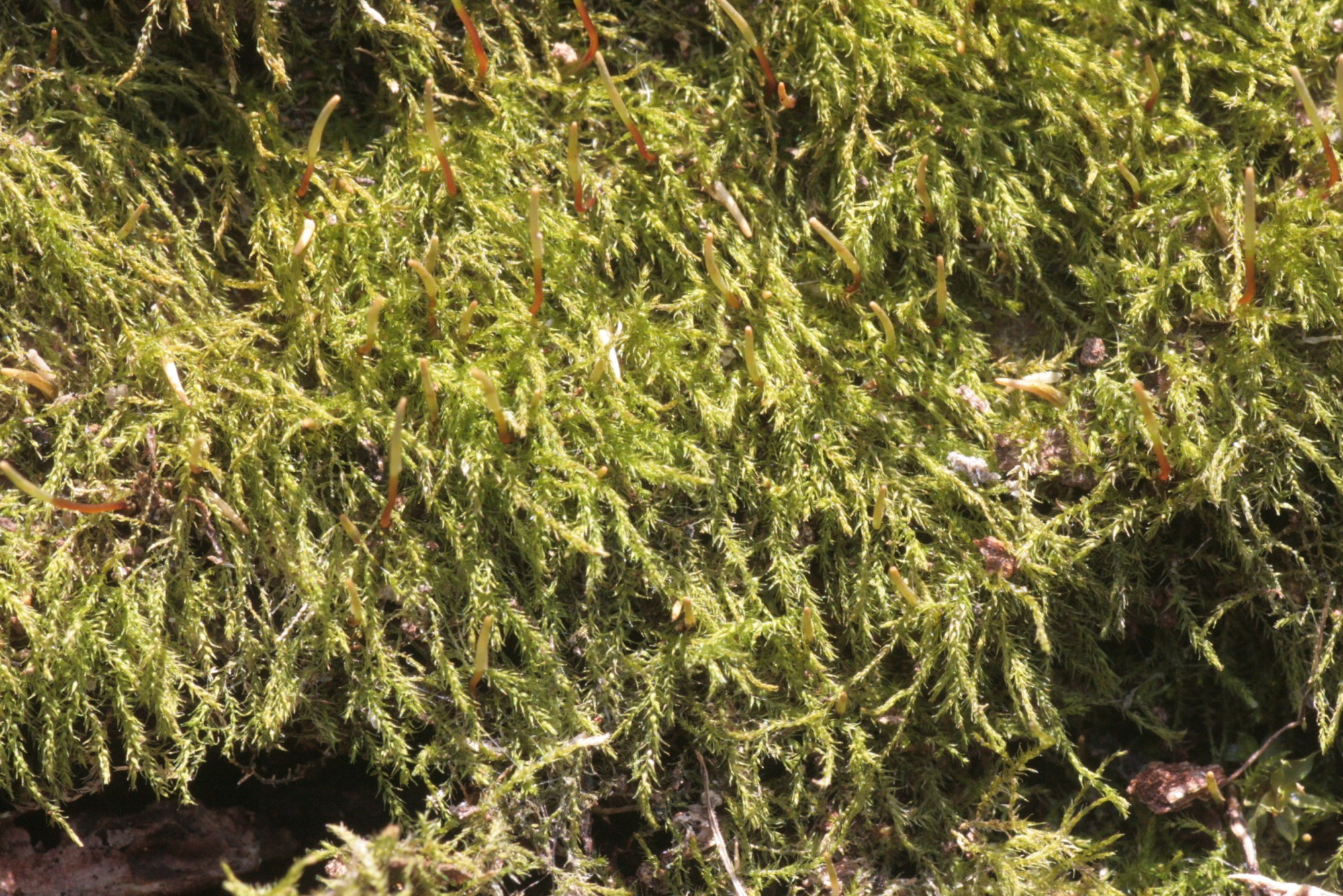 Amblystegium serpens im Detail
