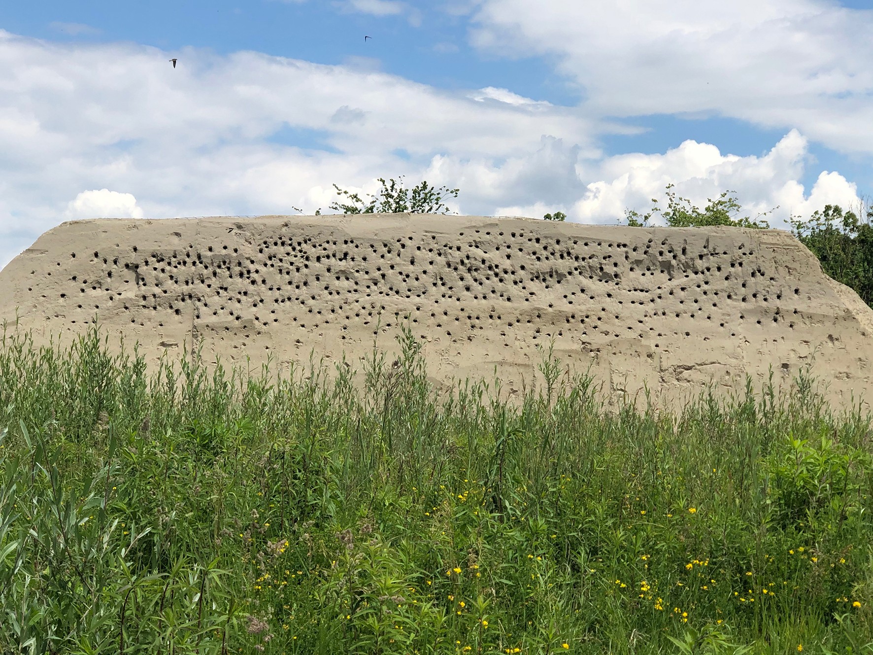 Bild 3 - Uferschwalben