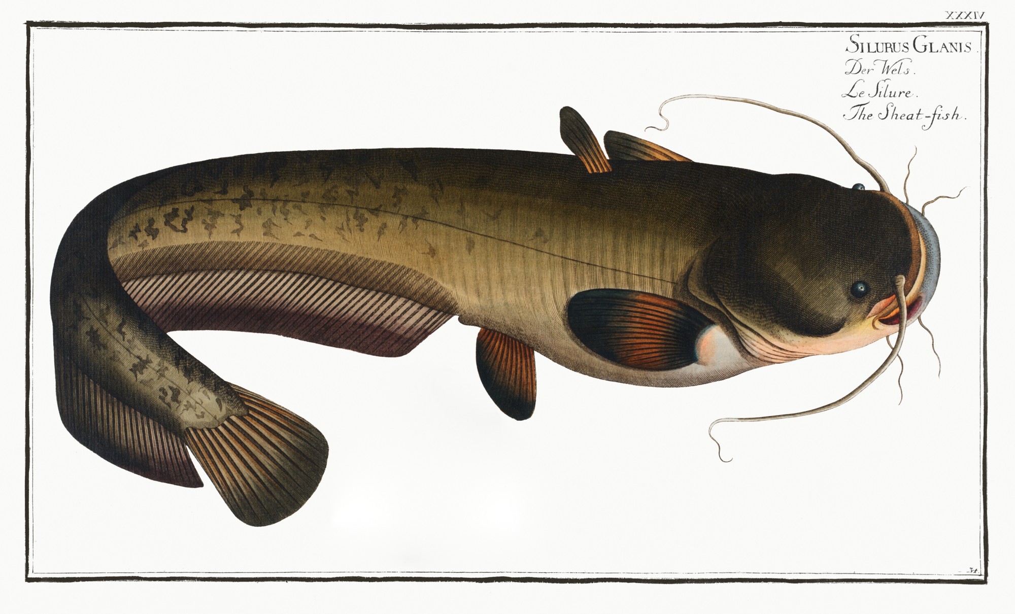 Wels (Illustration)